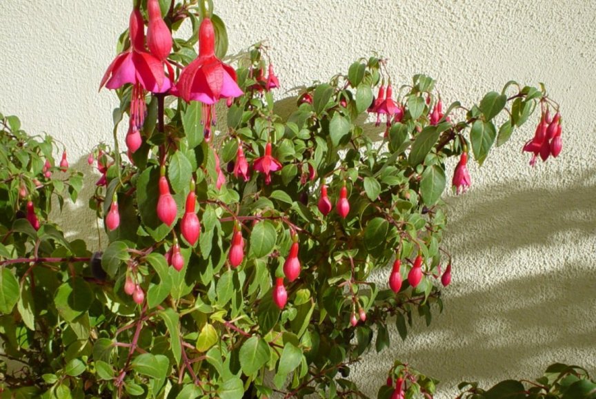 Fuchsia X hybrida - Fuchsia Hybrids | PlantMaster Fuchsia X hybrida - Fuchsia Hybrids | PlantMaster