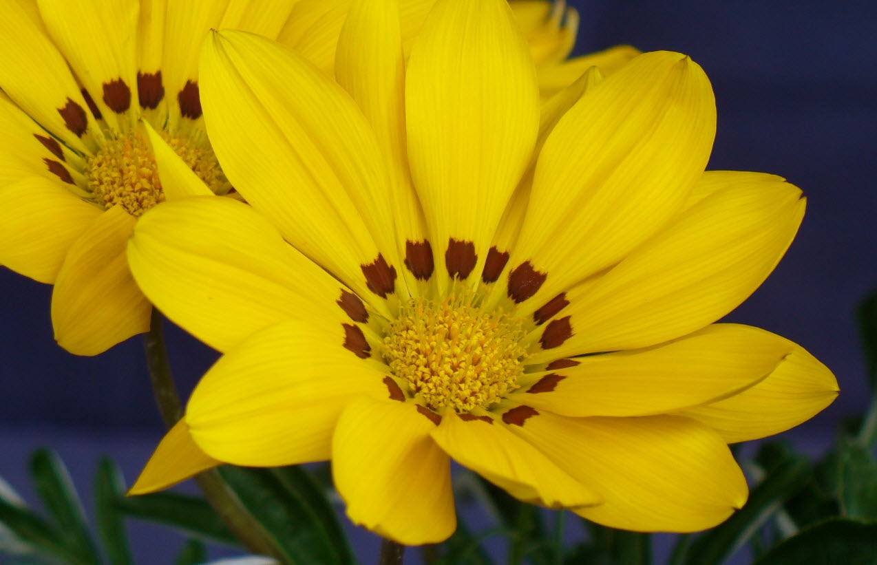 Gazania hybrids - Hybrid Gazanias | PlantMaster