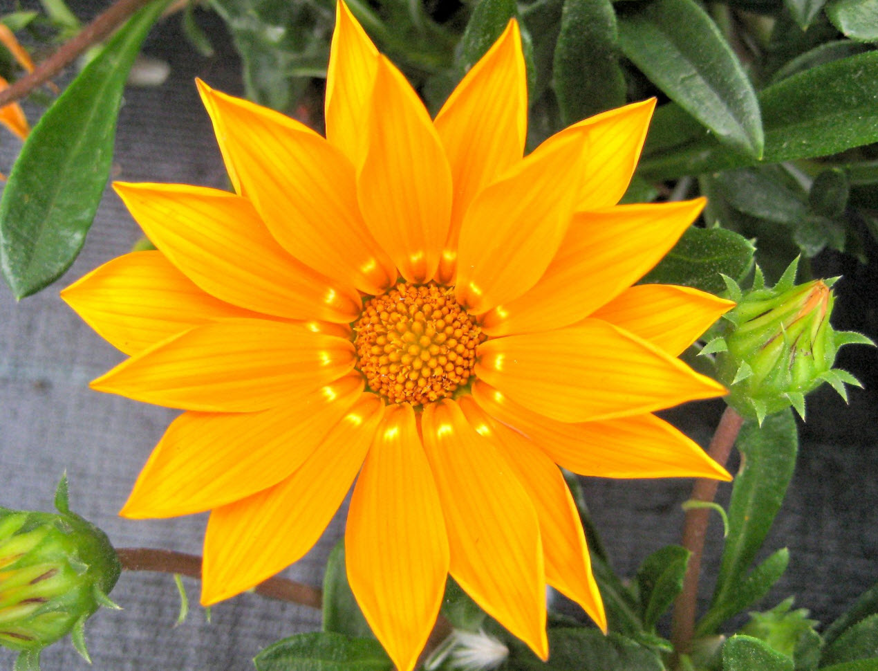 Gazania hybrids - Hybrid Gazanias | PlantMaster