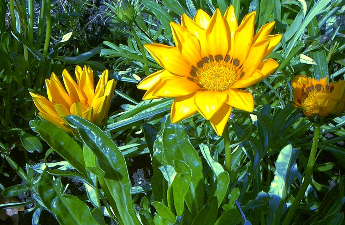 Gazania hybrids - Hybrid Gazanias | PlantMaster