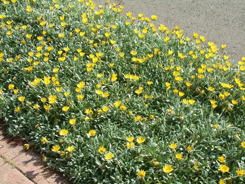 Gazania Ground Cover | atelier-yuwa.ciao.jp