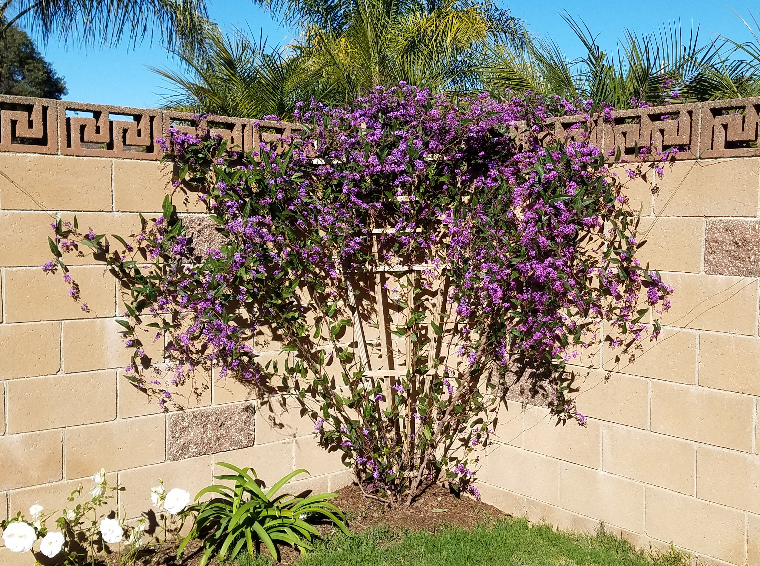 Hardenbergia violacea - Purple Lilac Vine | PlantMaster