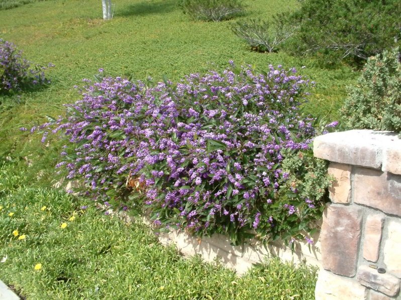 GAHGA 光れーる　いやらしパープル Hardenbergia violacea - Purple Lilac Vine | PlantMaster