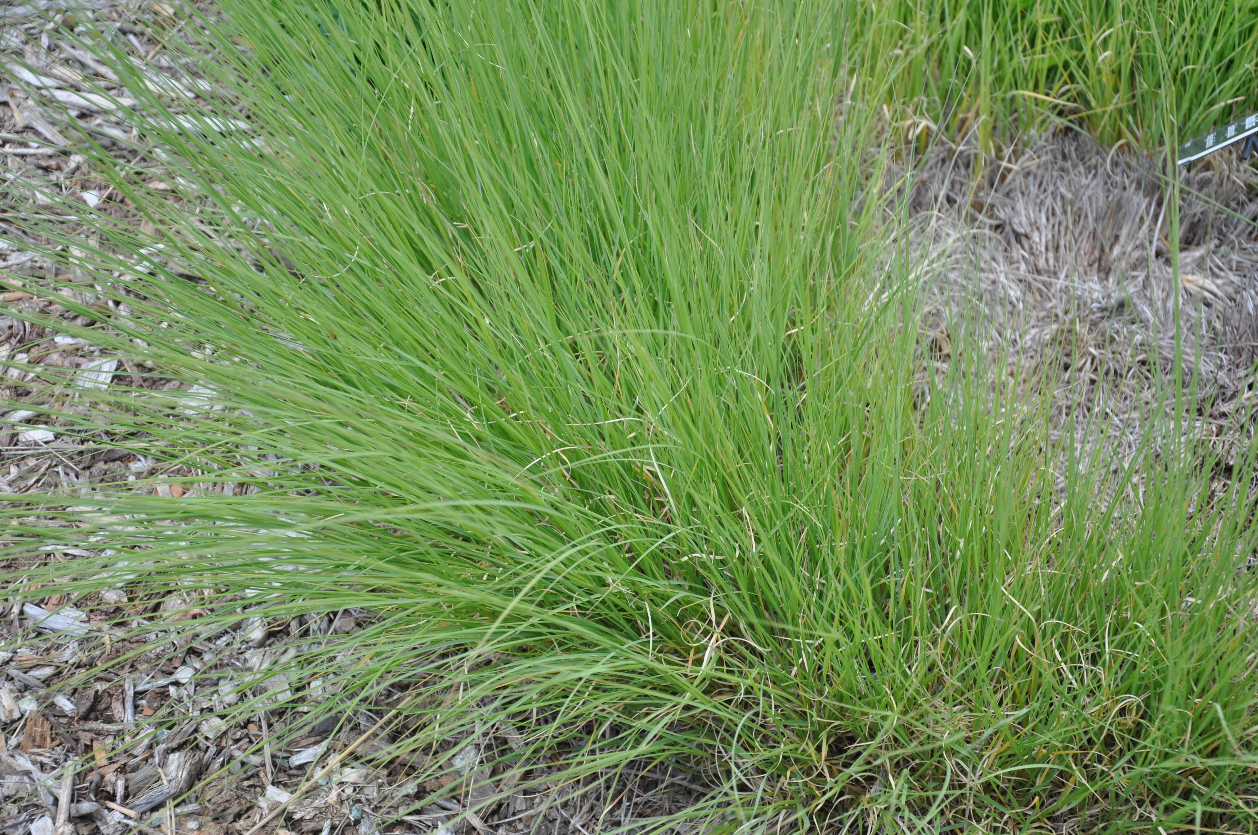 Bouteloua gracilis