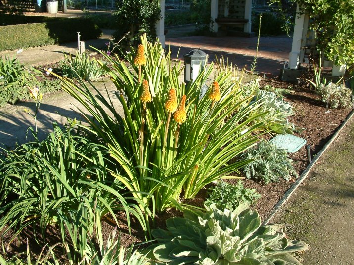 Kniphofia 'Wilhelm's Lance' - Wilhelm's Lance Torch Lily | PlantMaster