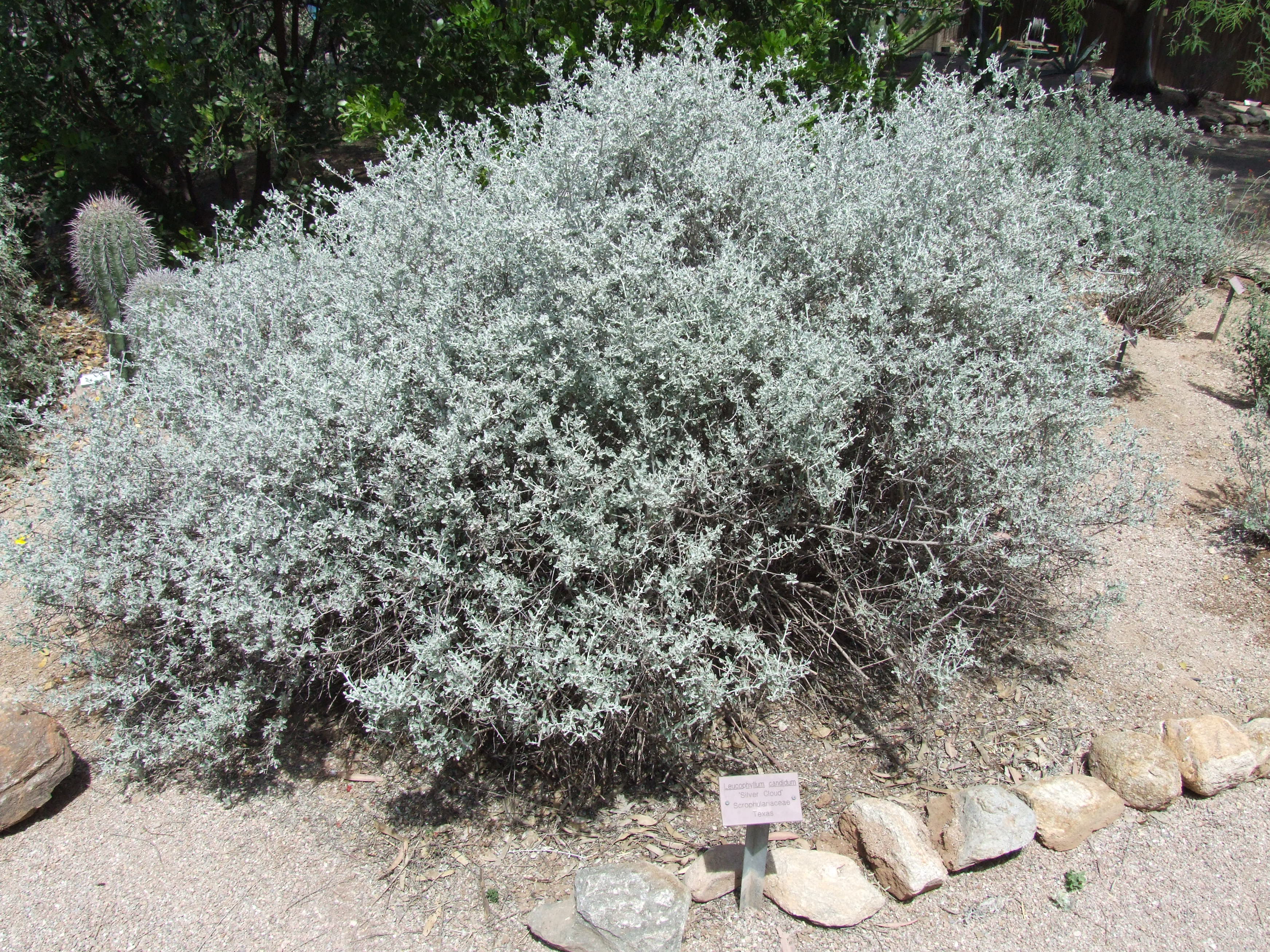 Leucophyllum candidum 'Silver Cloud' - Silver Cloud Violet