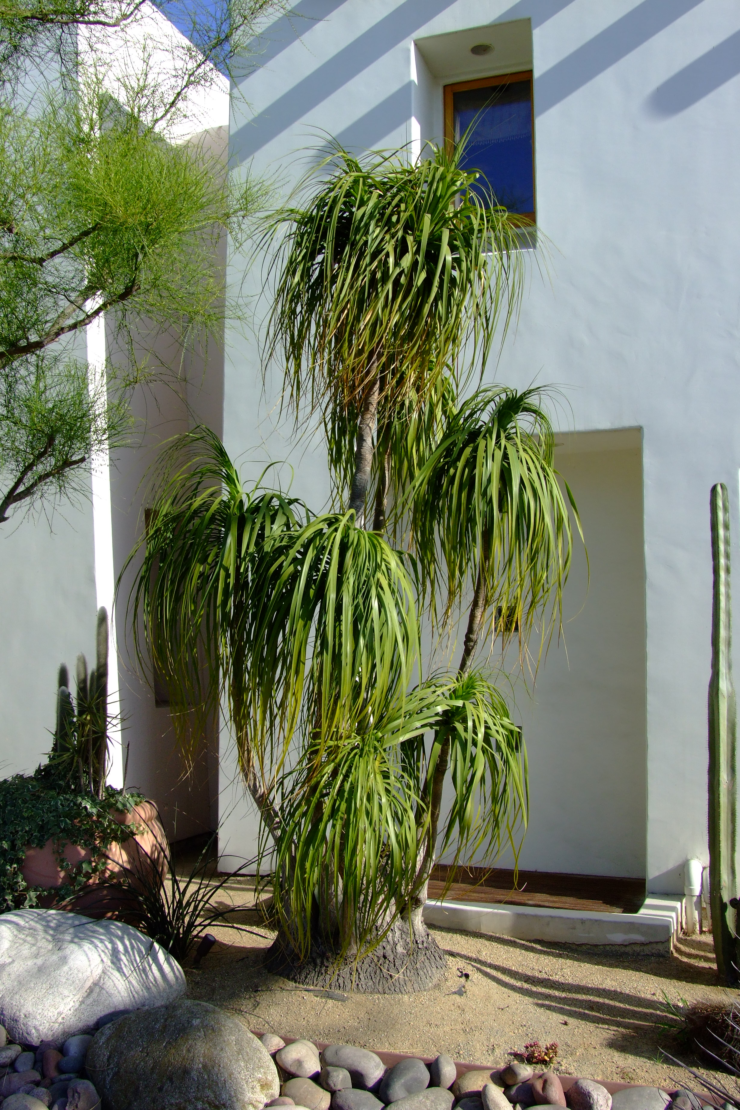 Beaucarnea (Nolina) recurvata - Pony Tail Palm, Bottle Palm | PlantMaster