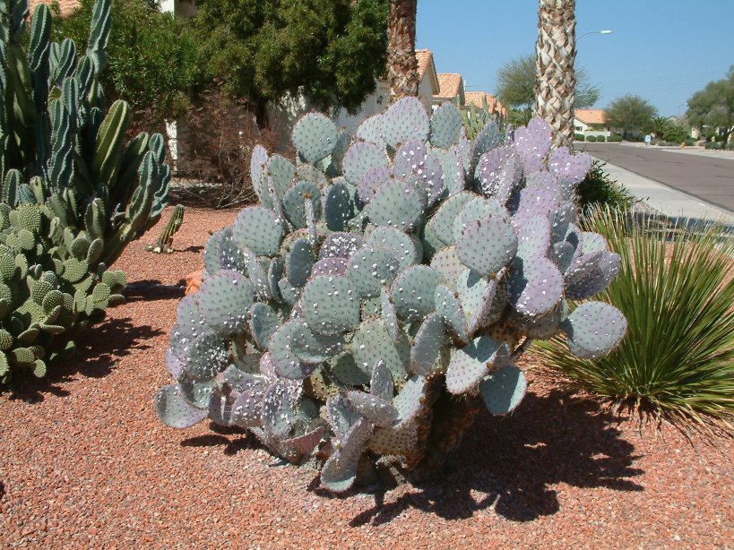 サボテン Opuntiarhodantha v. nigra Opuntia macrocentra - Black-Spine Prickly Pear | PlantMaster