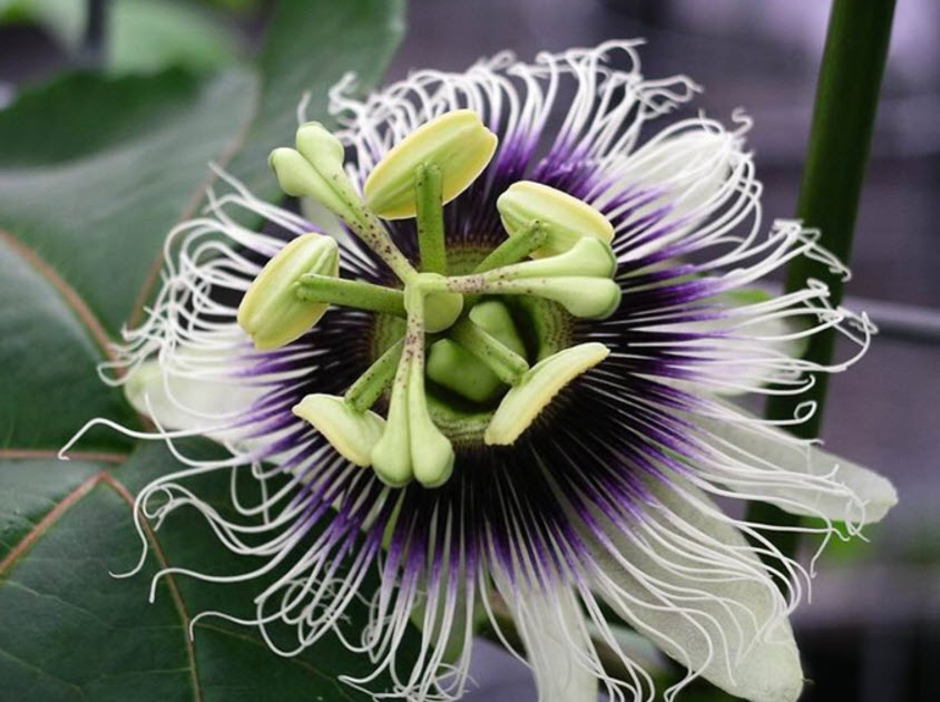Passiflora edulis - Passion Fruit | PlantMaster