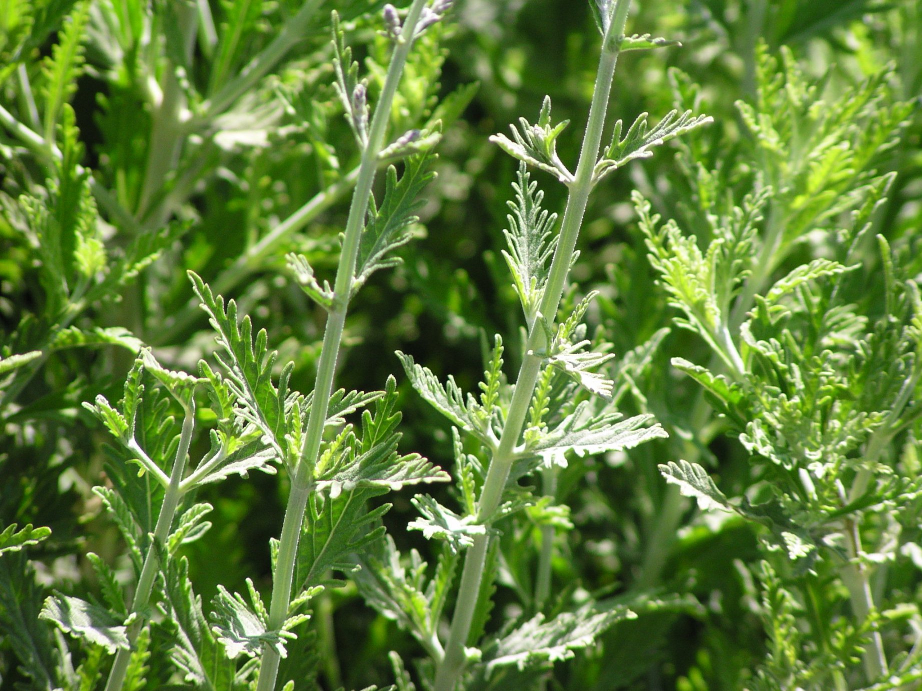 Perovskia x atriplicifolia - Russian Sage | PlantMaster