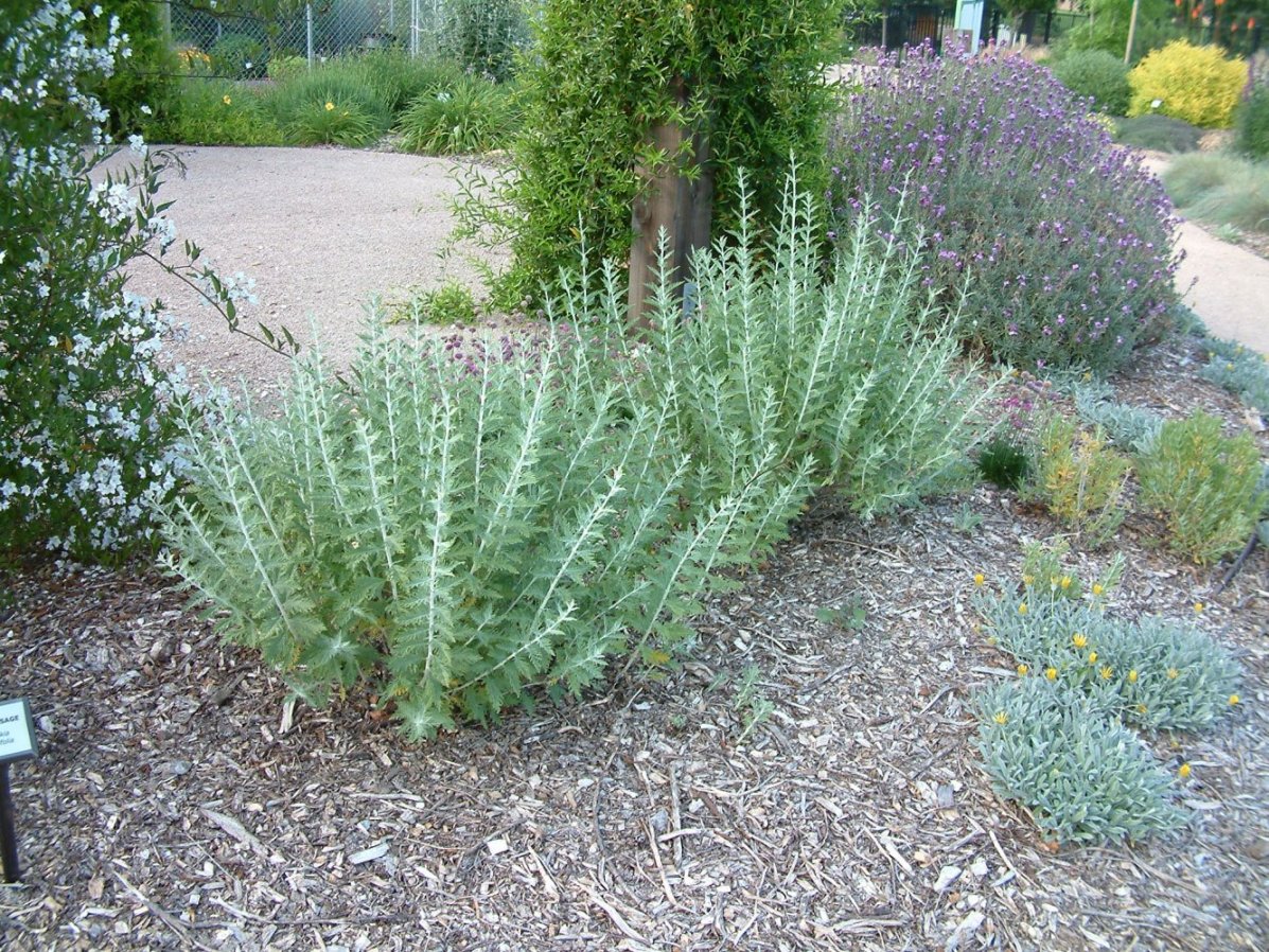 Perovskia x atriplicifolia - Russian Sage | PlantMaster