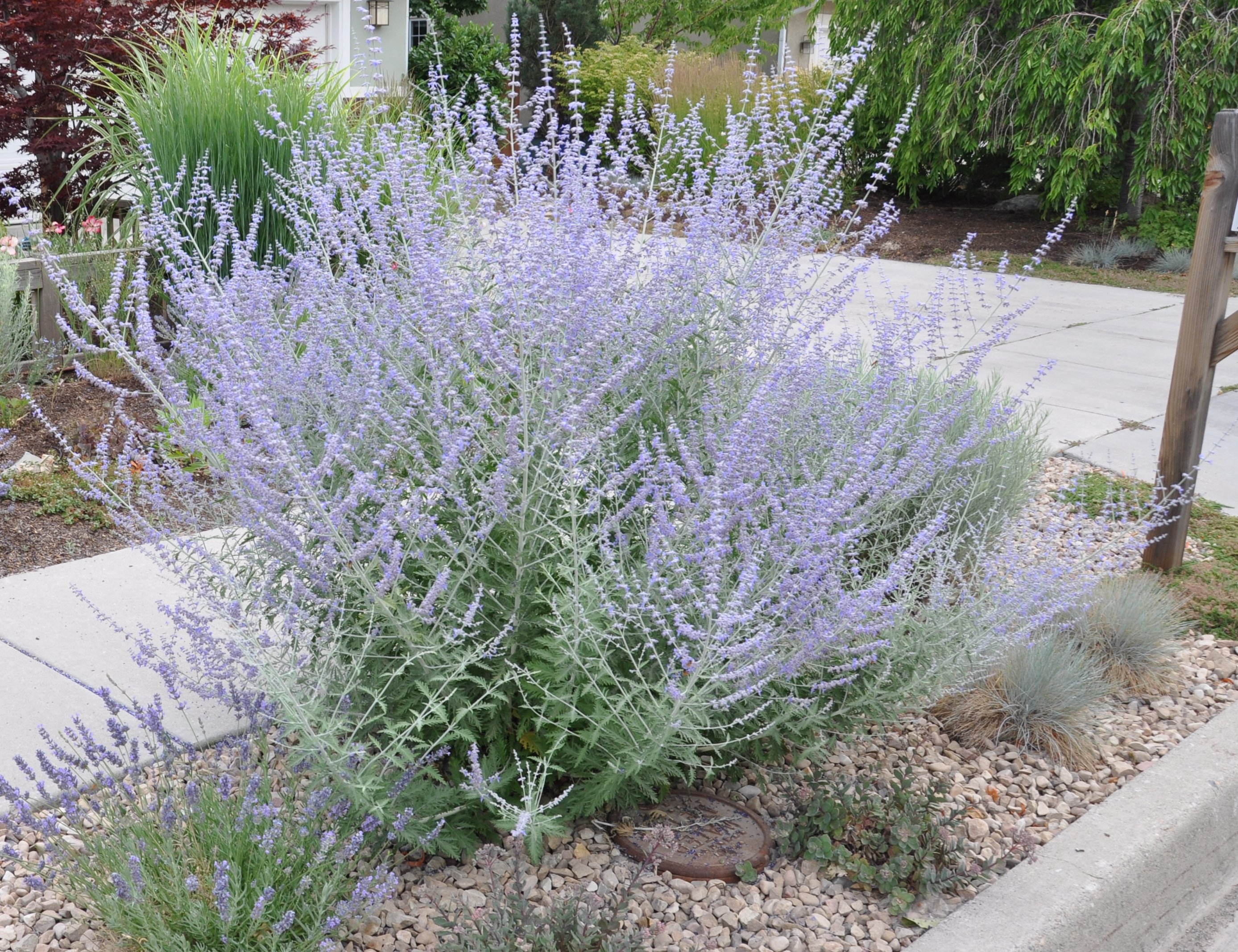 Перовския посадка и уход фото Perovskia x atriplicifolia - Russian Sage PlantMaster