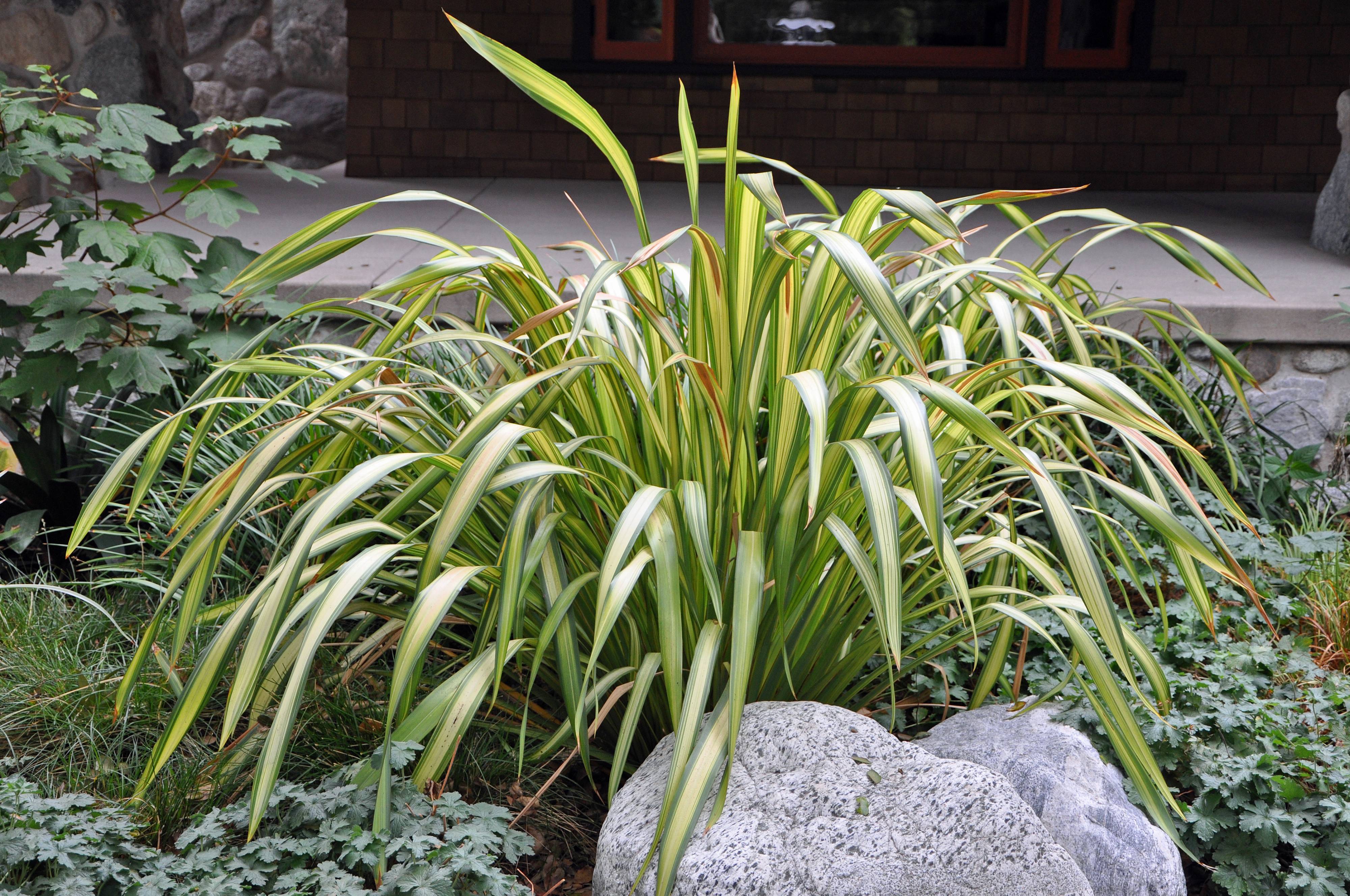 Phormium cookianum 'Cream Delight' - Cream Delight Mountain Flax
