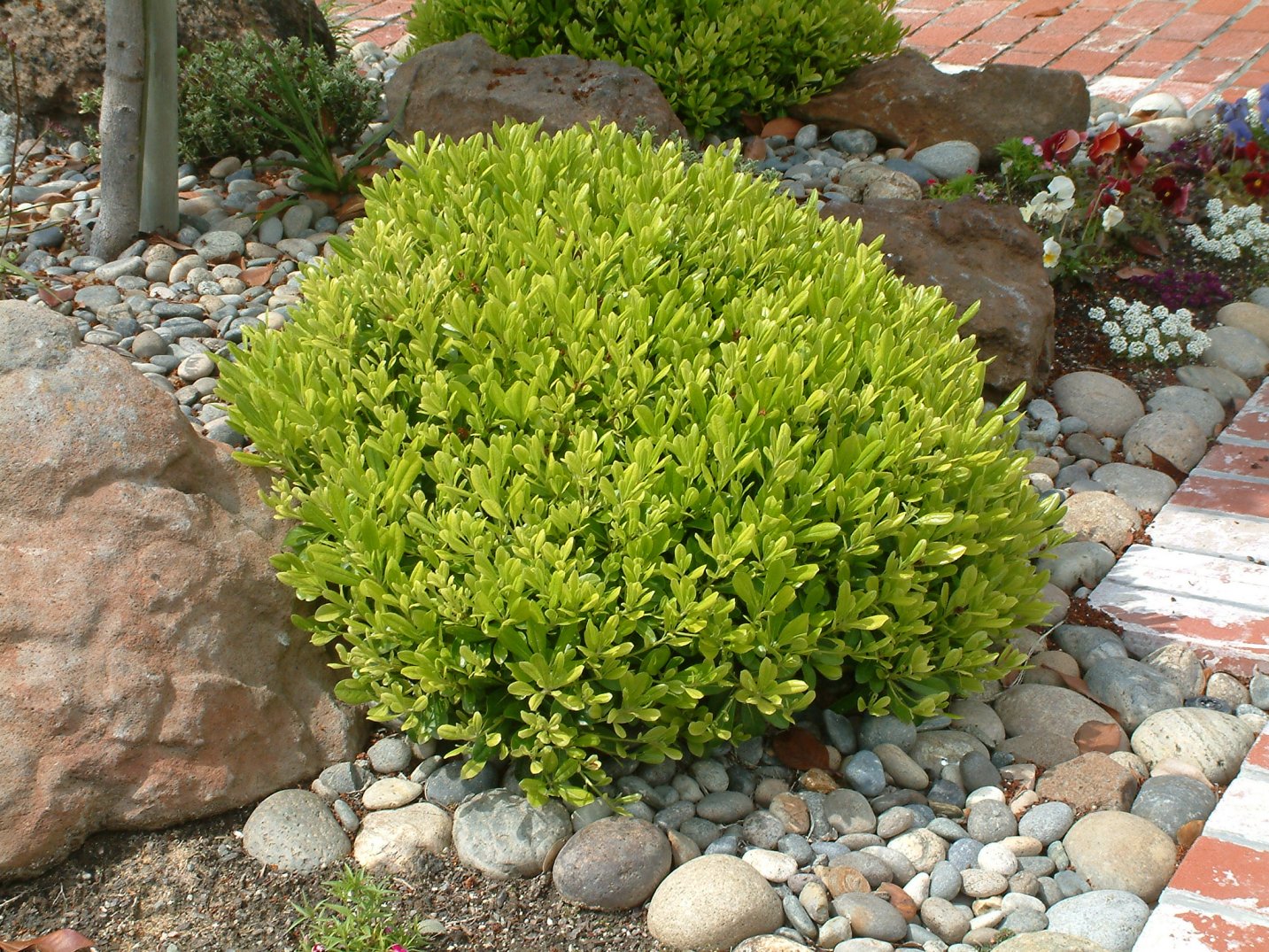 Display garden photos that feature Pittosporum tobira 'Wheeler's ...