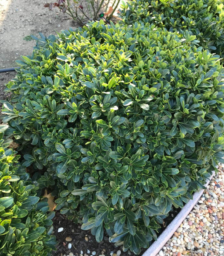 Pittosporum Tobira Wheeler S Dwarf