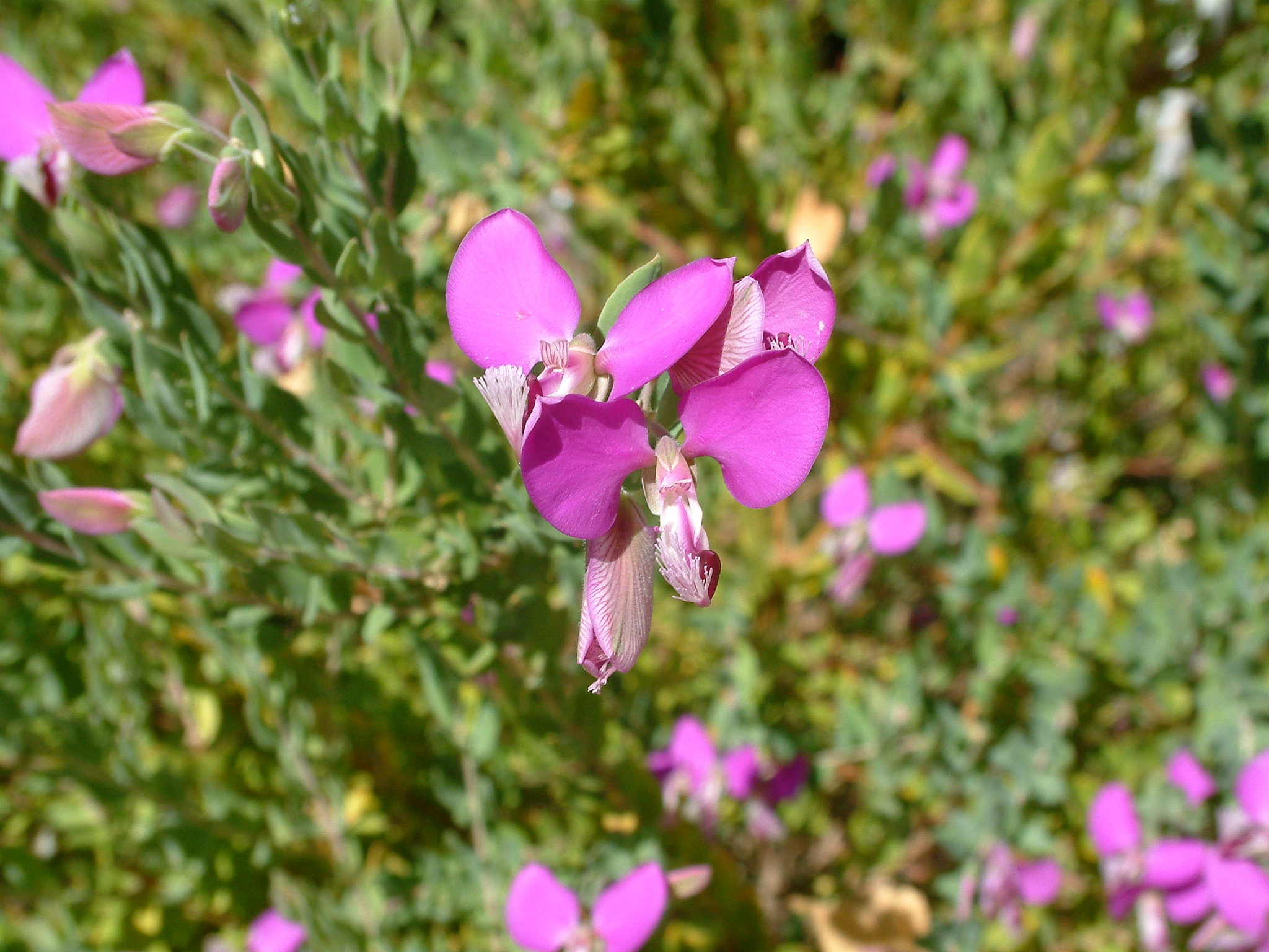 Polygala X Dalmaisiana Sweet Pea Shrub Plantmaster 6884