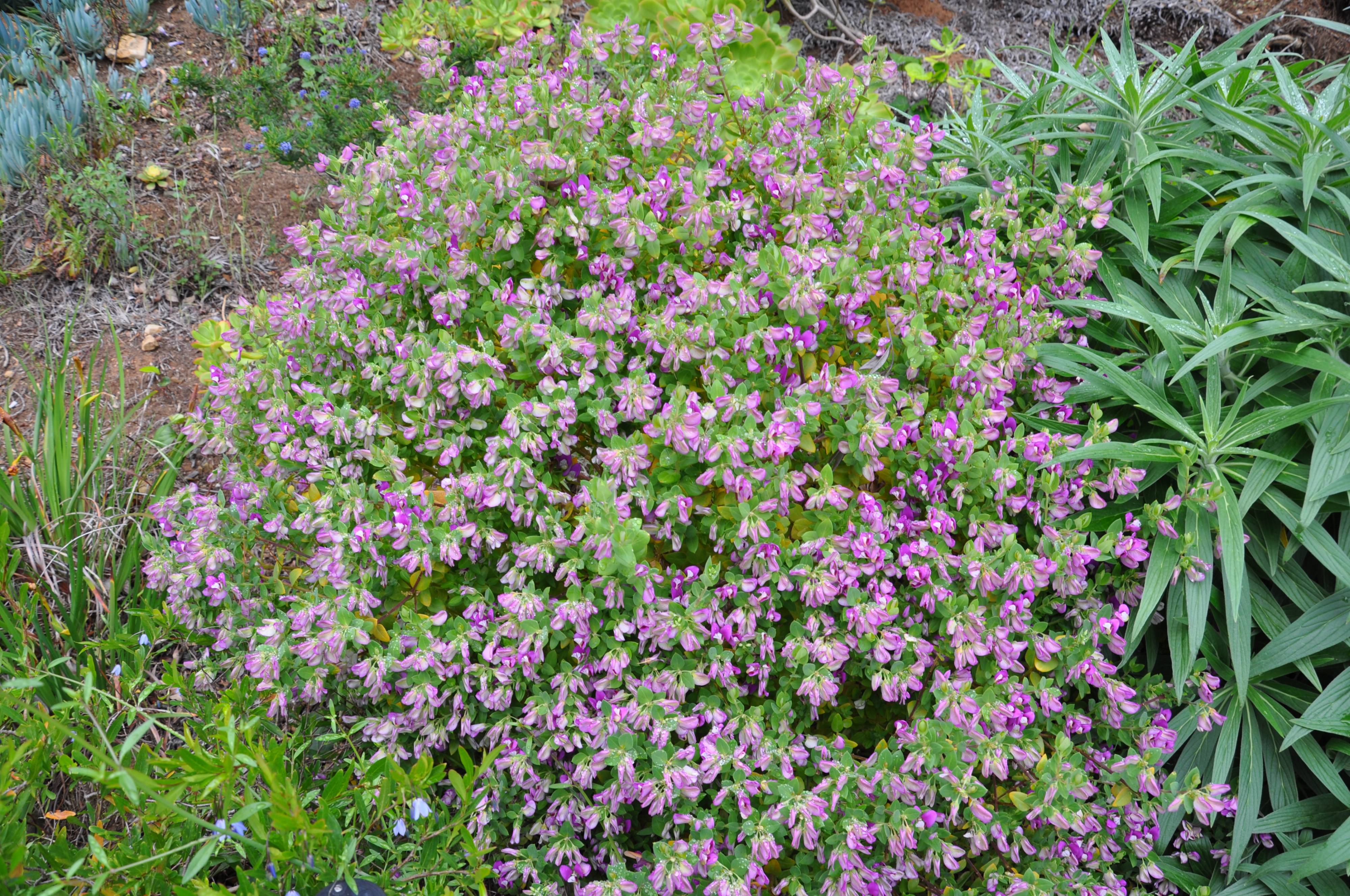 Polygala x dalmaisiana - Sweet-Pea Shrub | PlantMaster