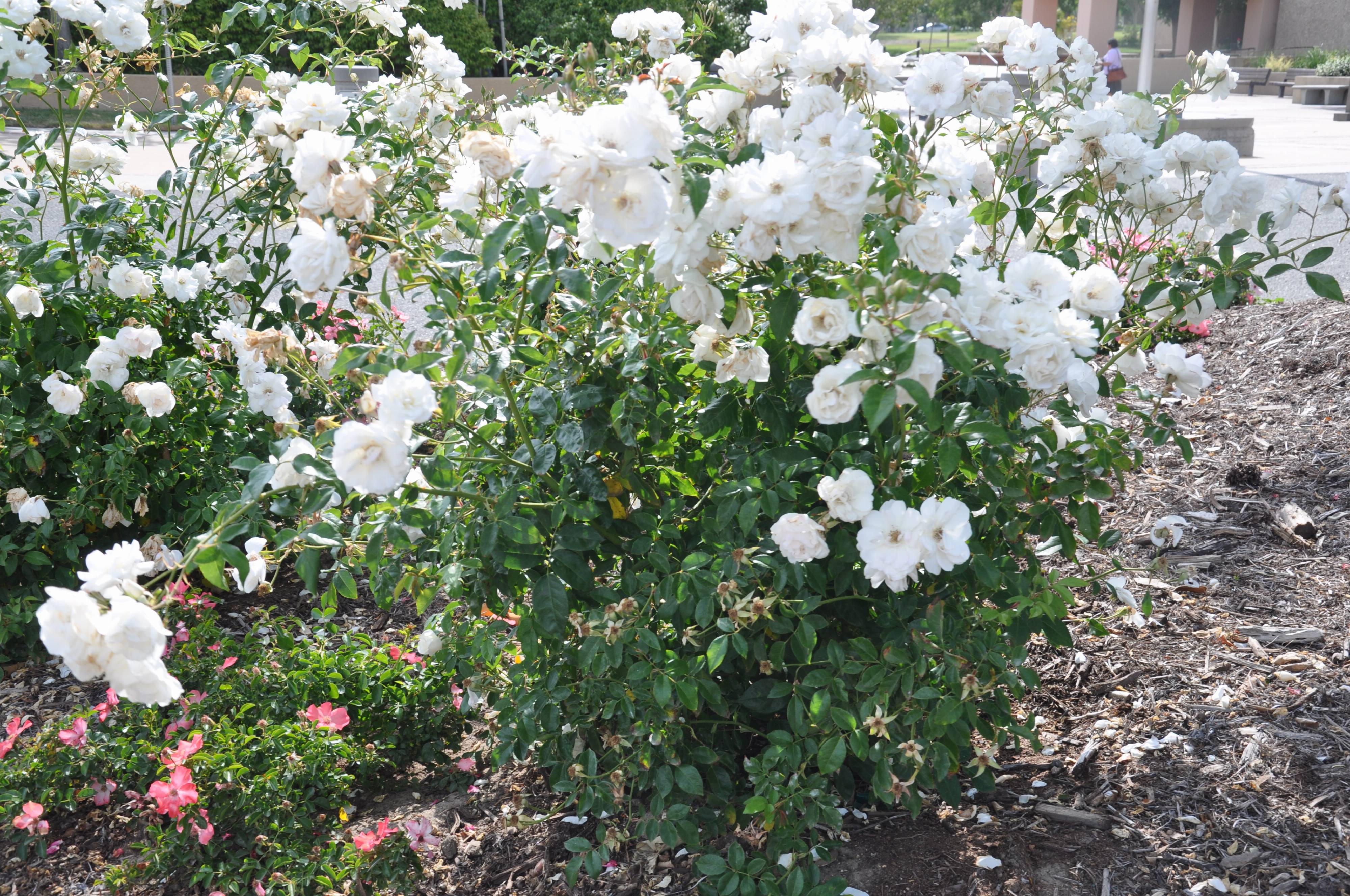Iceberg Roses
