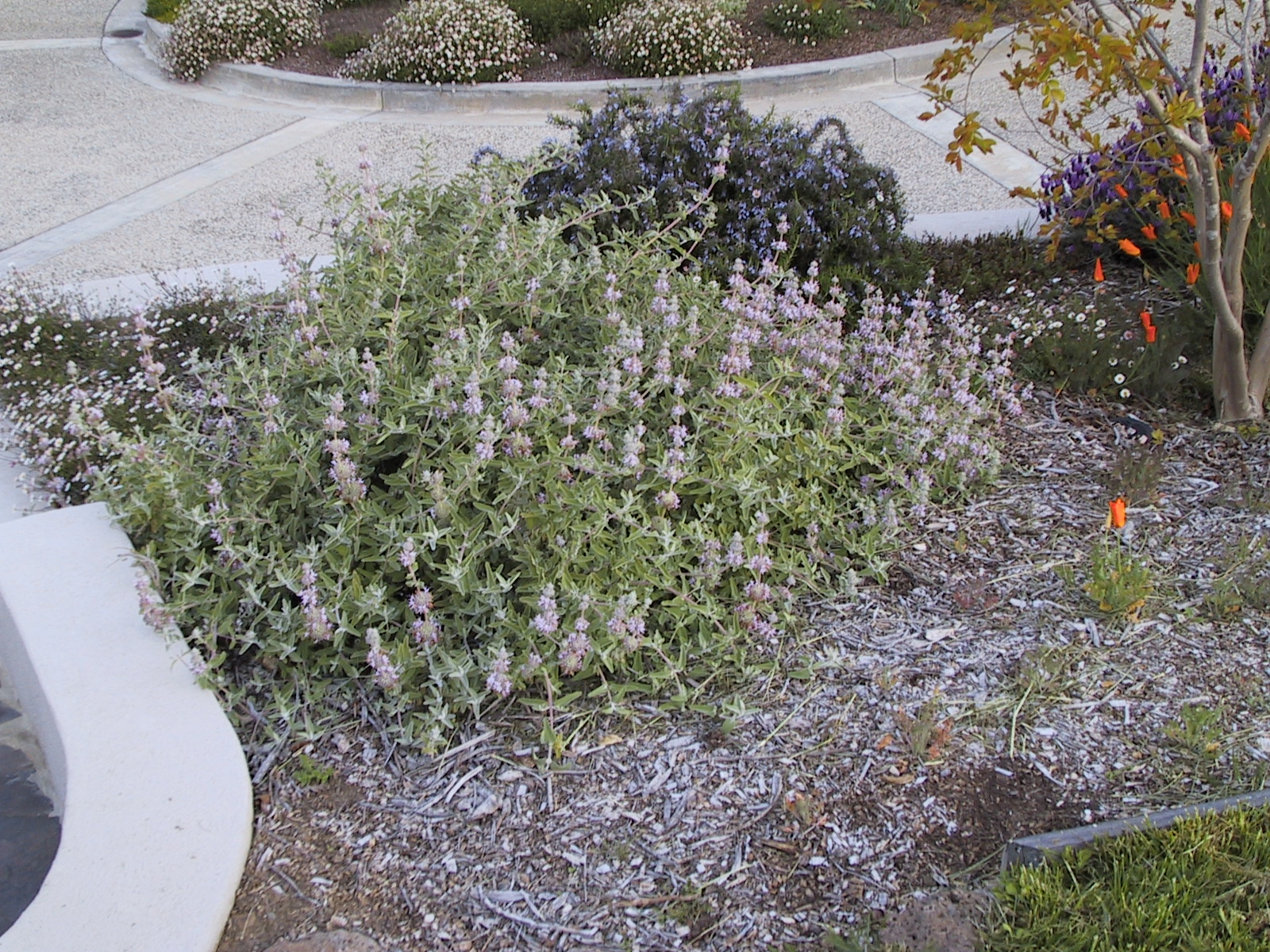 Salvia leucophylla 'Point Sal Spreader'