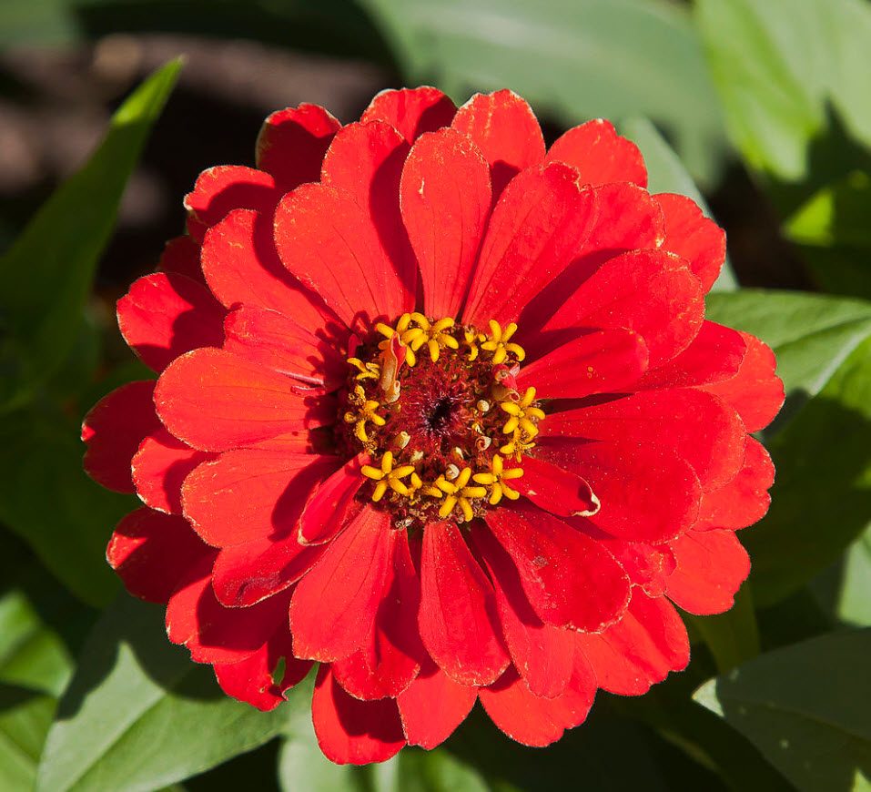 Zinnia elegans