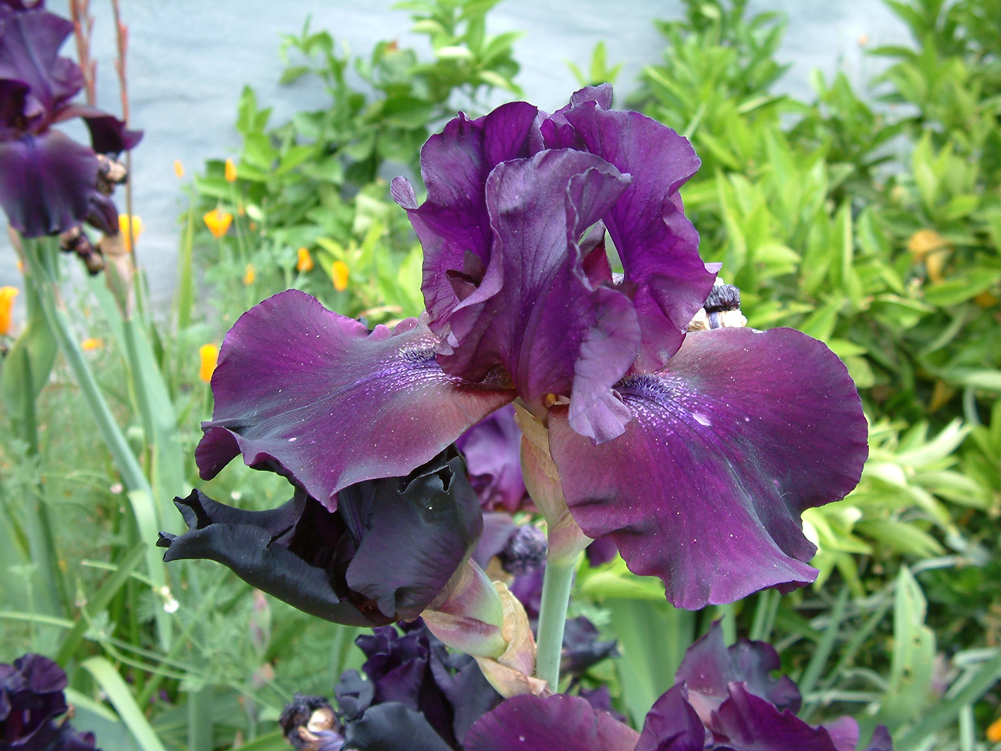 Iris x germanica Hybrids - Bearded Iris | PlantMaster