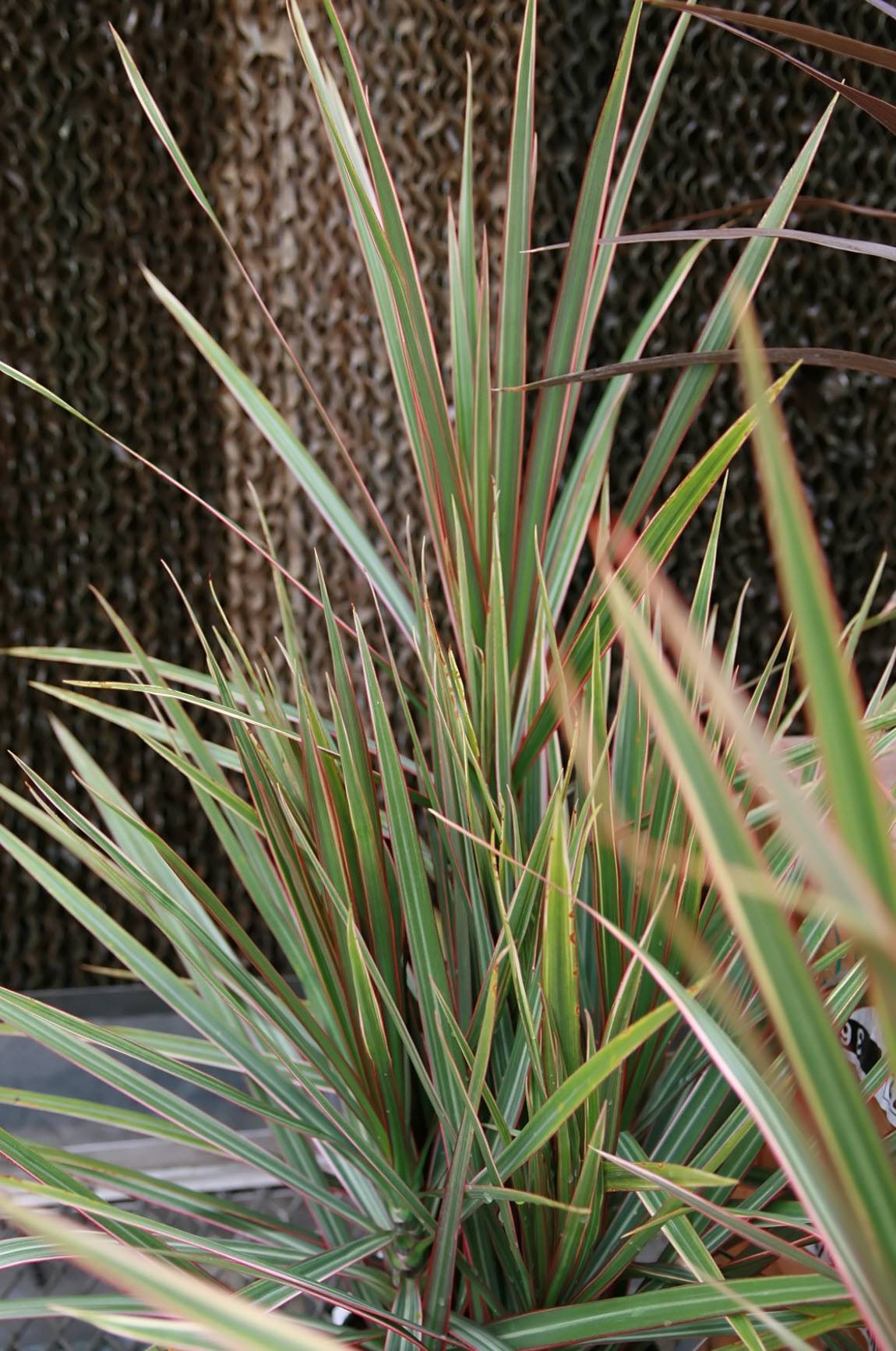 dracena marginata ikea Dracaena Marginata Tree, dragon tree