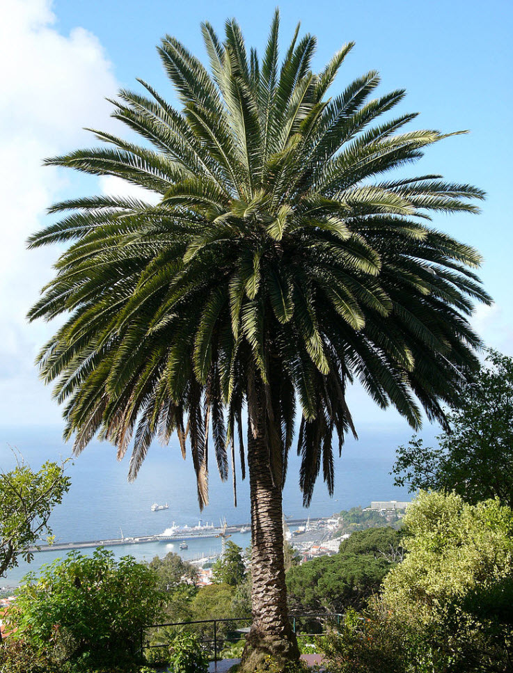 Phoenix canariensis - Canary Island Date Palm | PlantMaster