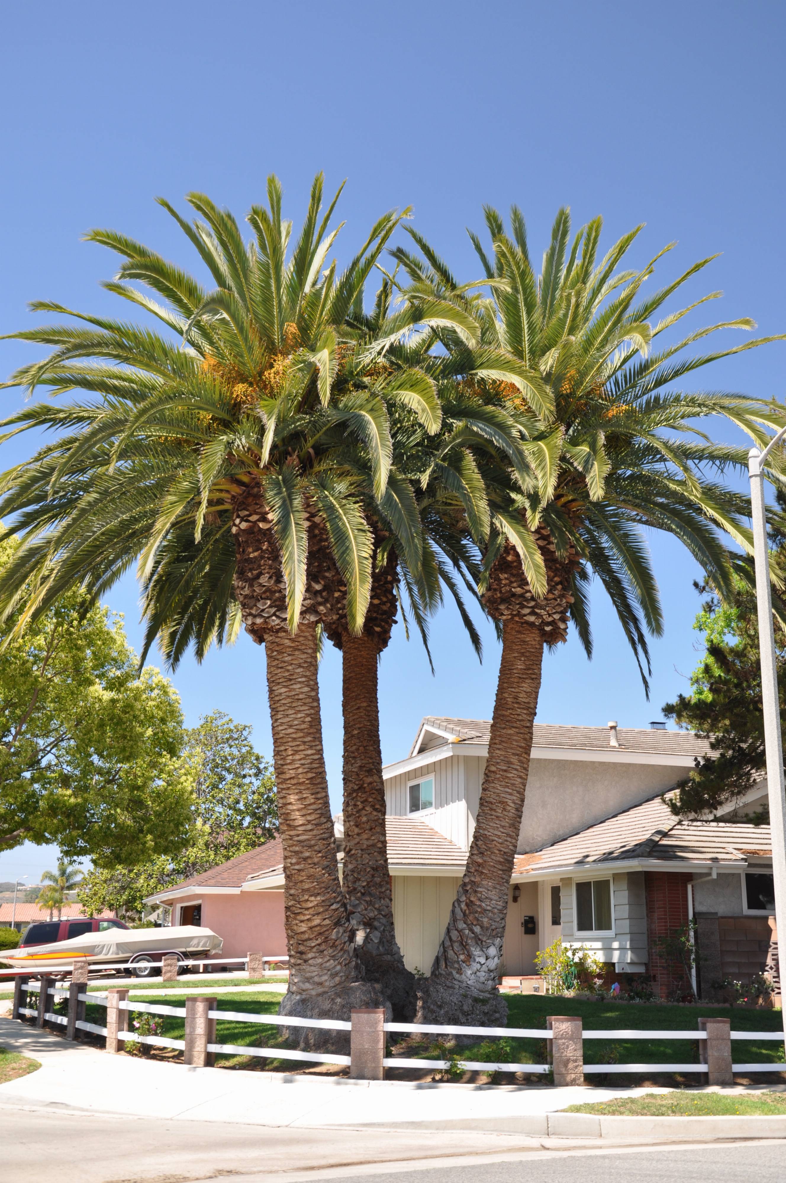 Phoenix canariensis