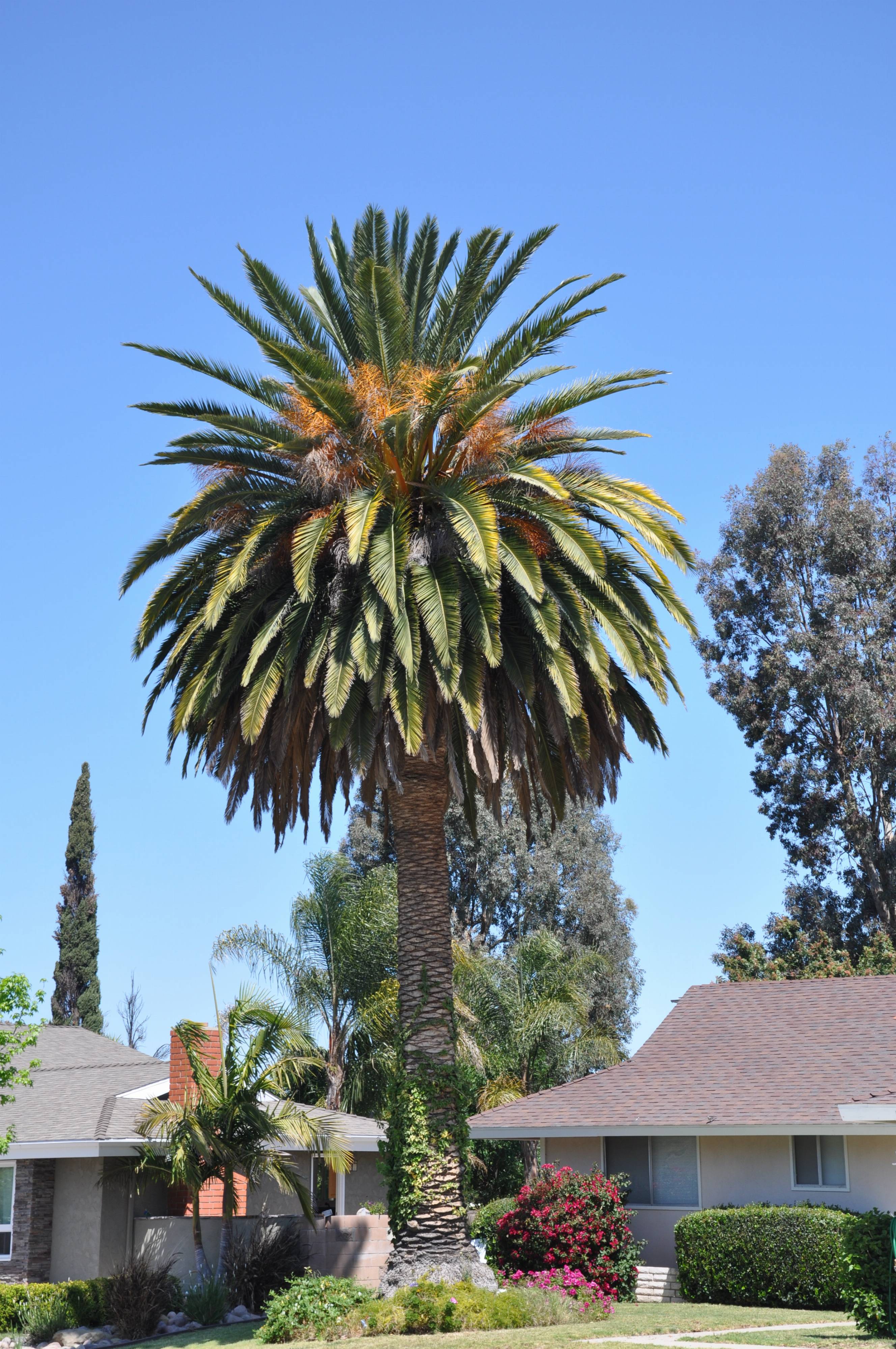 Phoenix canariensis