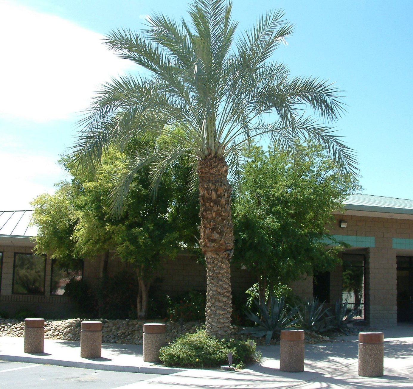 Phoenix dactylifera - Desert Date Palm | PlantMaster