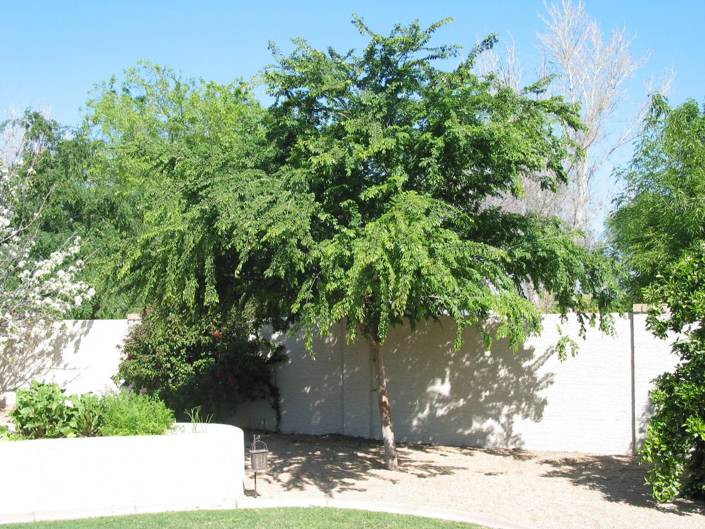 Ulmus parvifolia