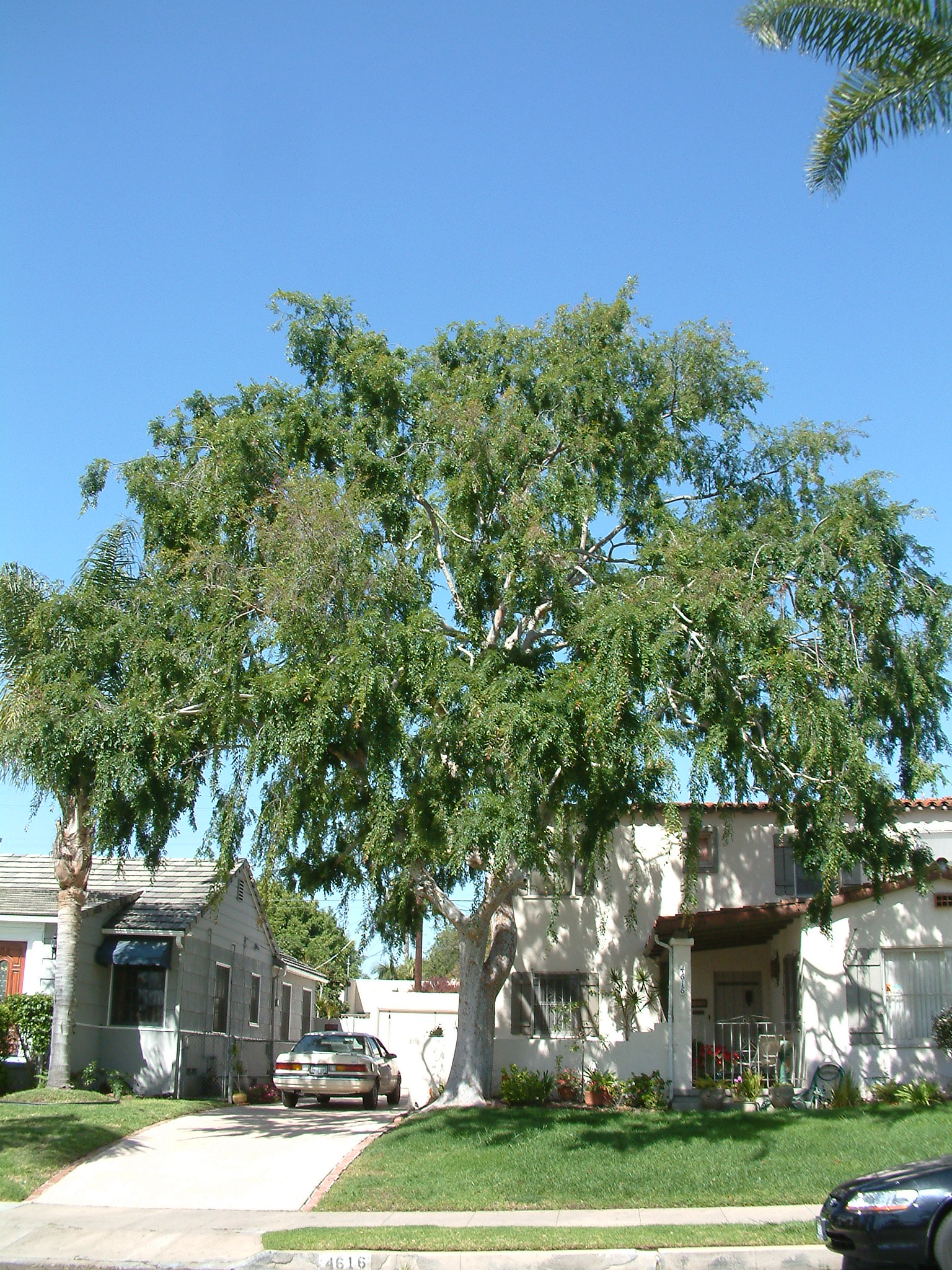 Ulmus parvifolia