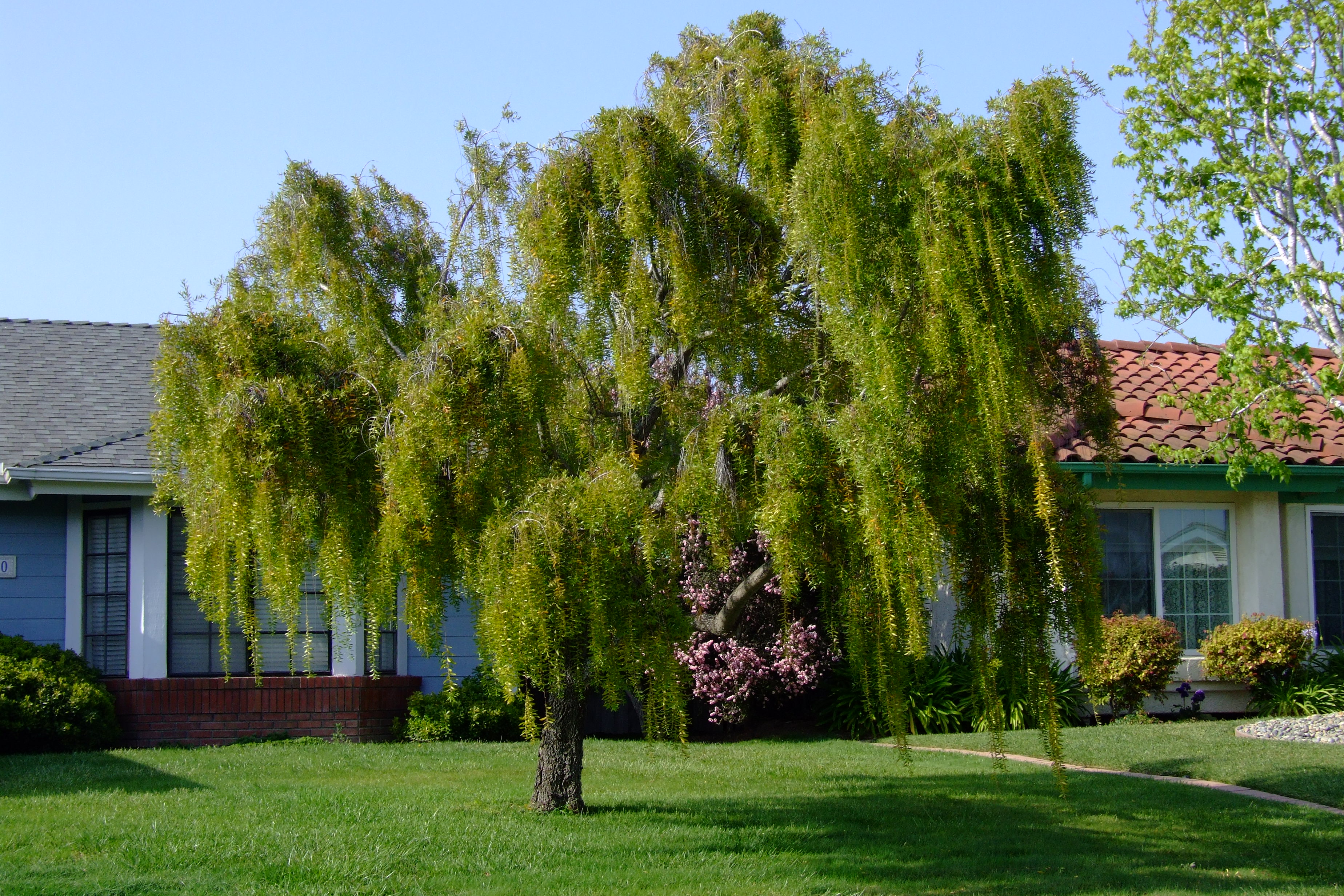 Фото ивы. Ива Вавилонская (Salix babylonica). Плакучая Курайская Ива. Ива росистая Пендула. Ива белая плакучая.