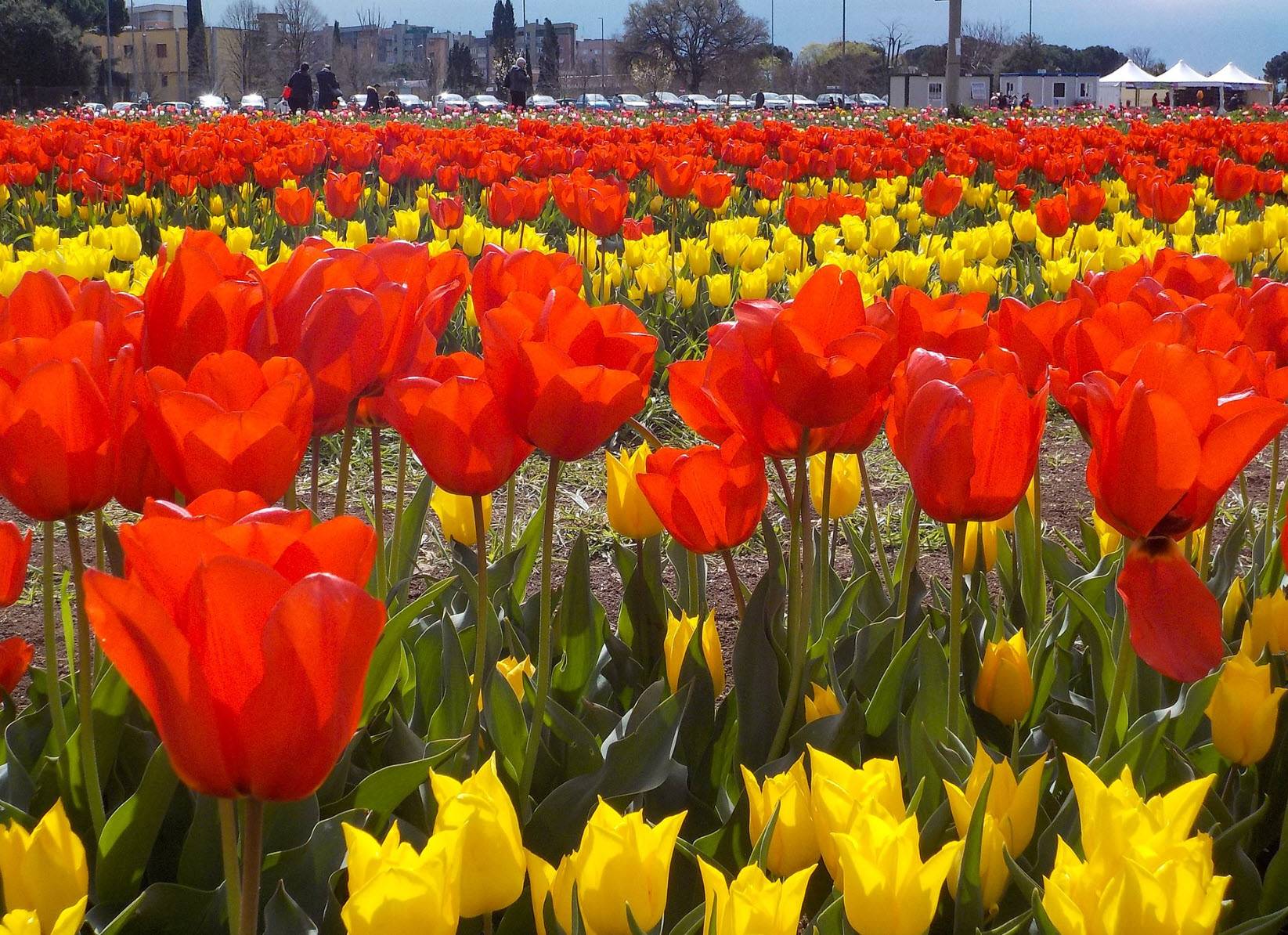 Tulipa hybrids - Garden Tulip | PlantMaster, image size:1645x1194