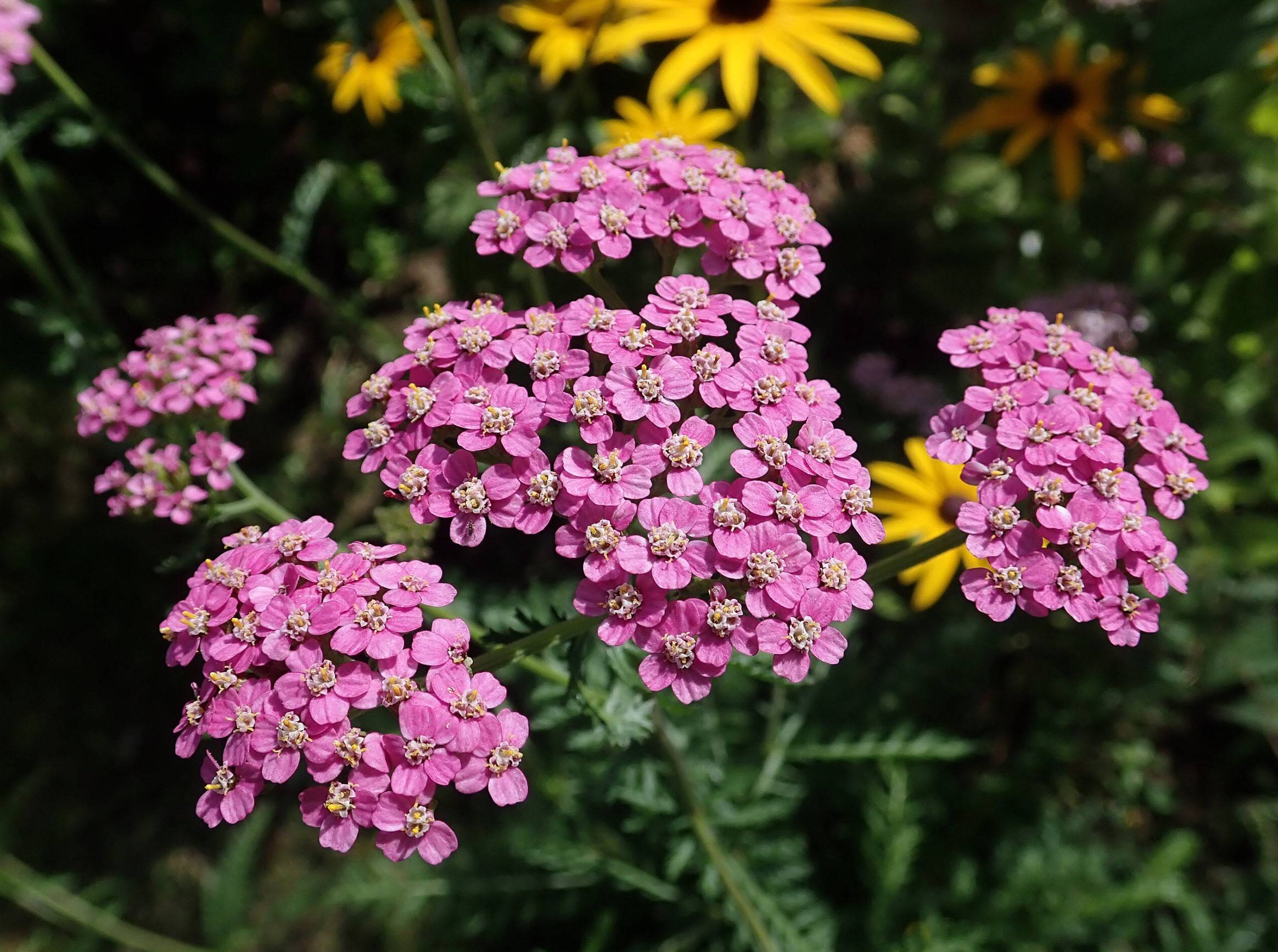 Benefits and Observations of Common Yarrow in Backyard Settings, image size:2328x1735