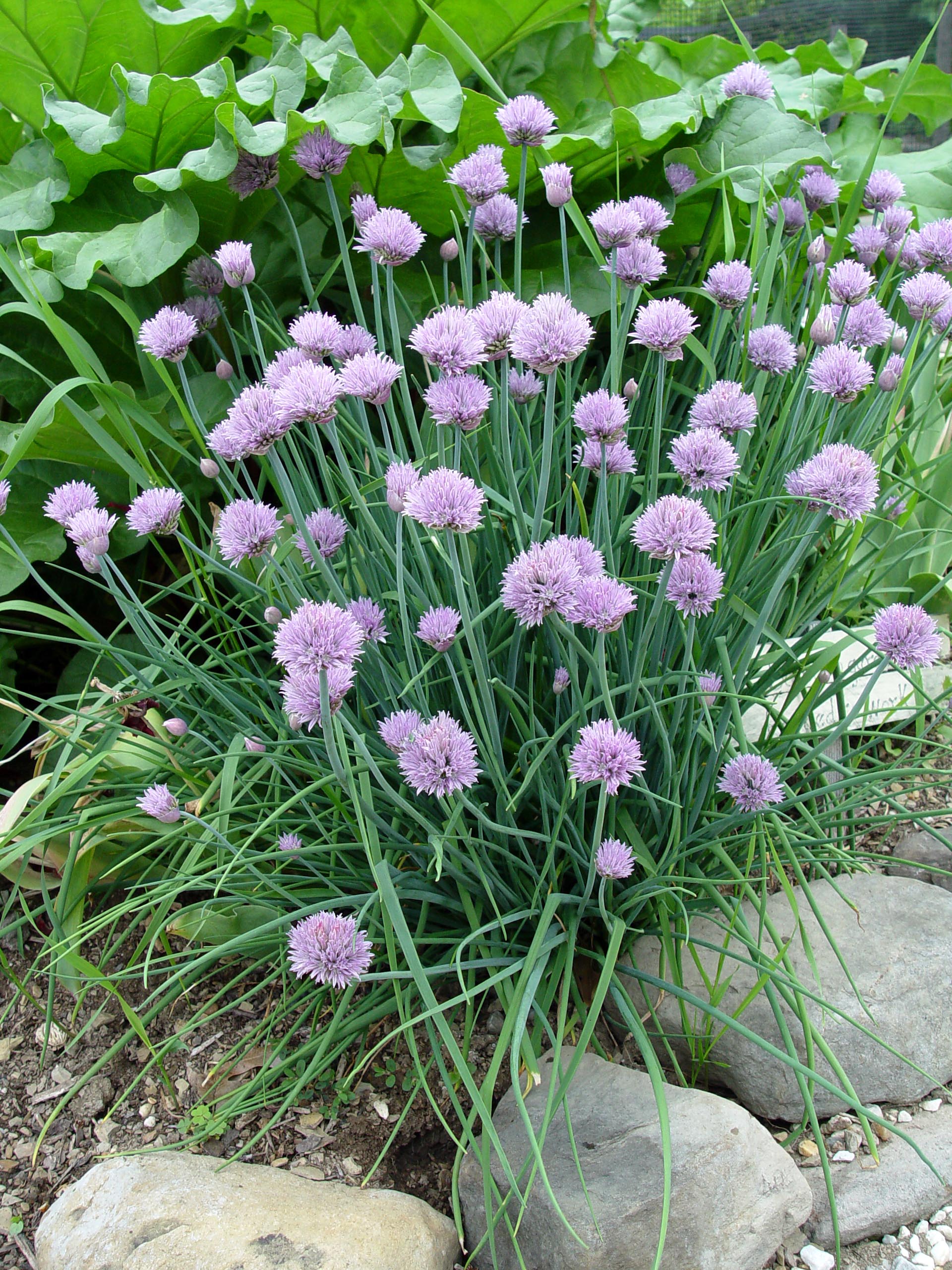 Allium cv. - Ornamental Onion | PlantMaster