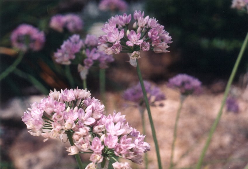 Allium cv. - Ornamental Onion | PlantMaster