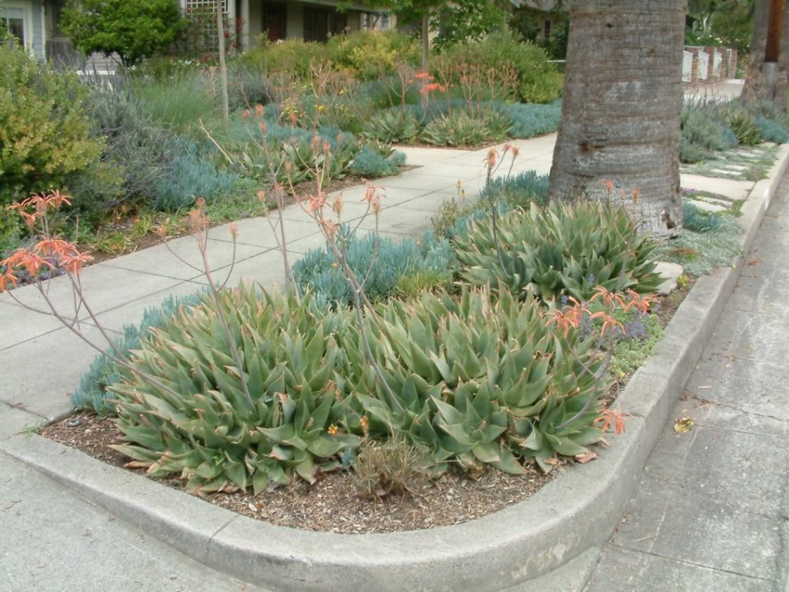 Aloe maculata - Soap Aloe, African Aloe | PlantMaster