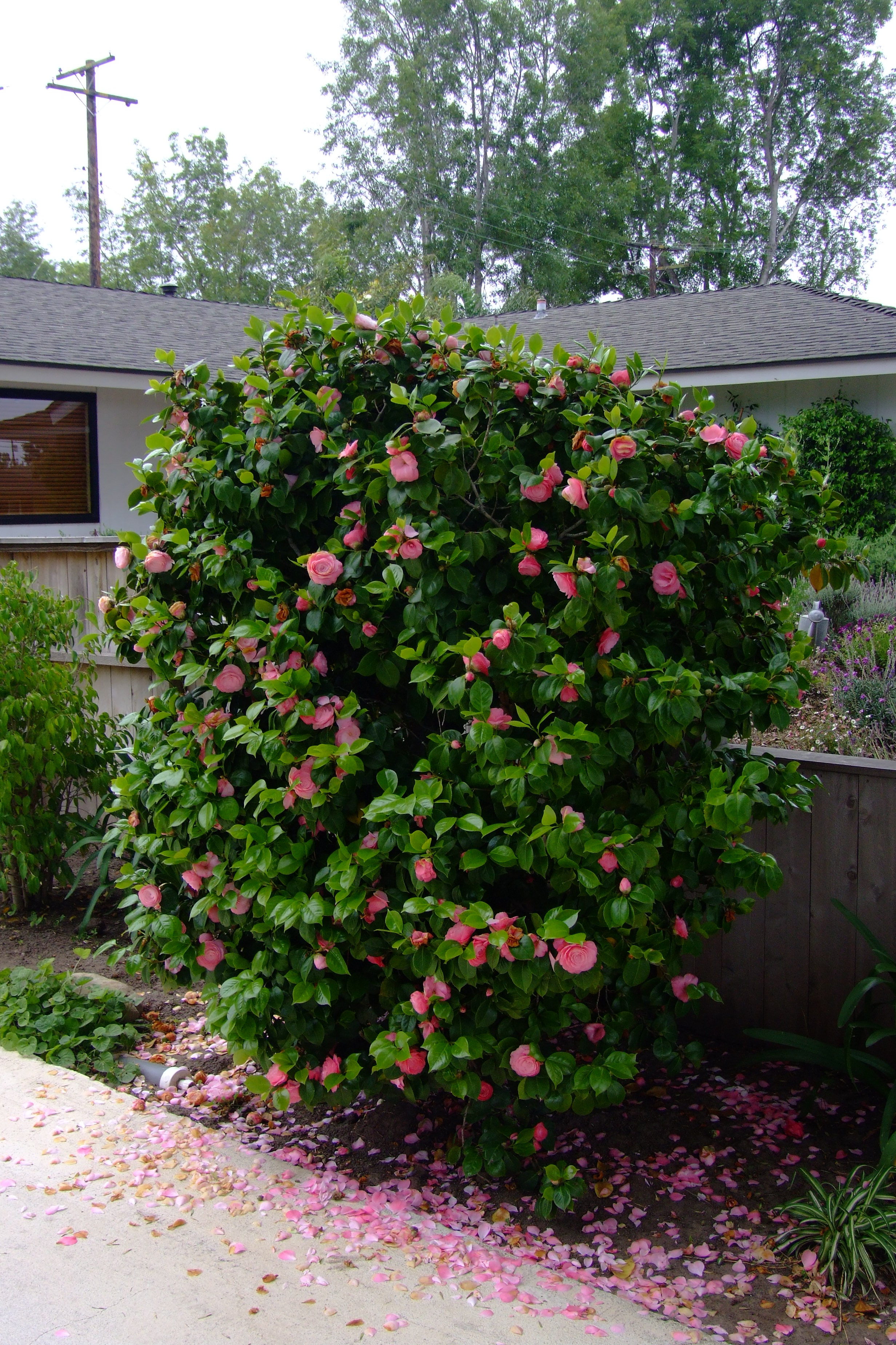 期間限定値下げ！早い者勝ち！　ＦＬＯＲＡＥ　ＪＡＰＯＮＩＣＡＥ　ＦＡＭＩＬＩＡＥ Camellia Japonica - Mix of 3 - Roses - Red, white, pink