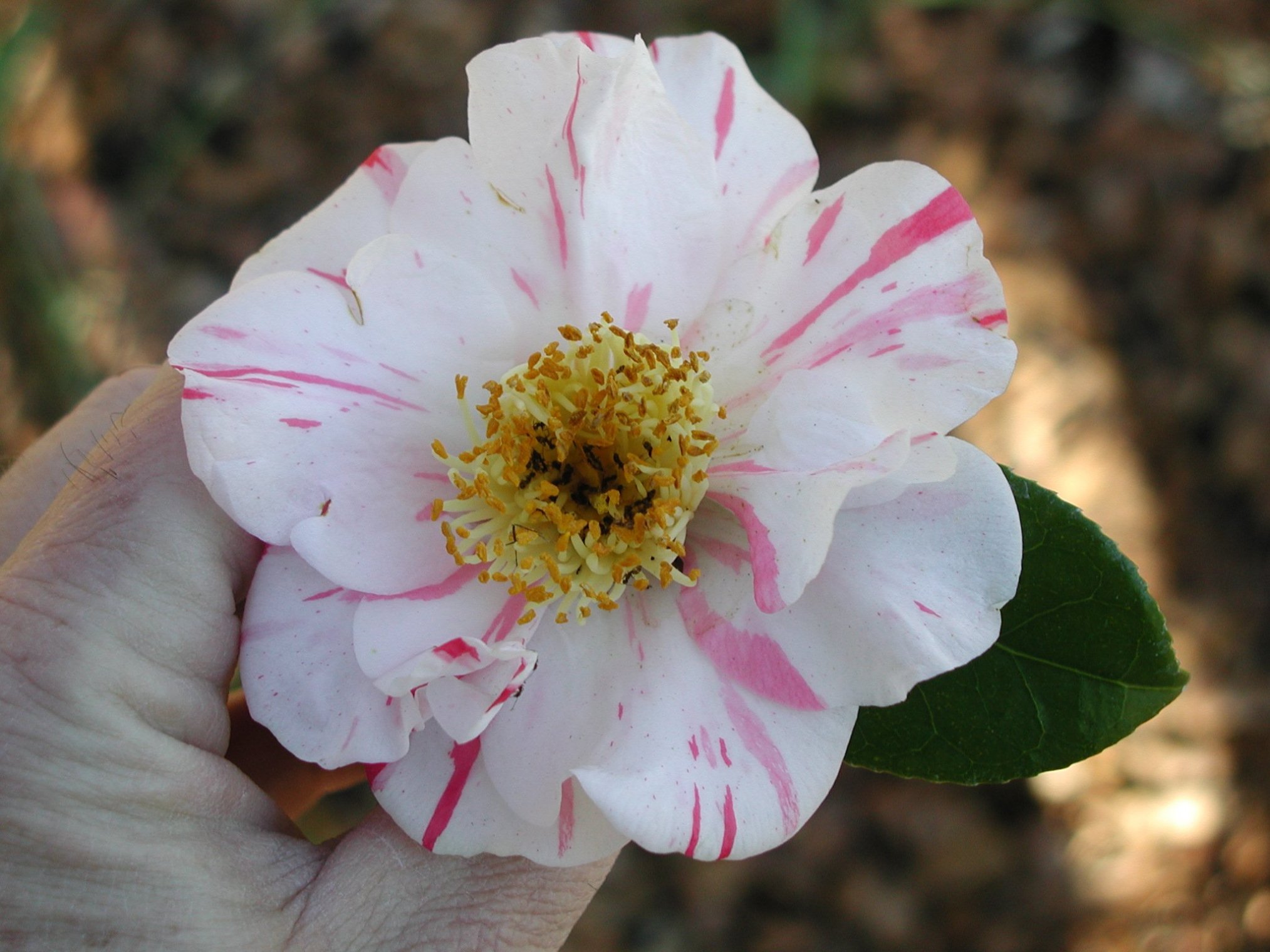 期間限定値下げ！早い者勝ち！　ＦＬＯＲＡＥ　ＪＡＰＯＮＩＣＡＥ　ＦＡＭＩＬＩＡＥ Camellia japonica, SJG – unnamed ones | SJG bloom