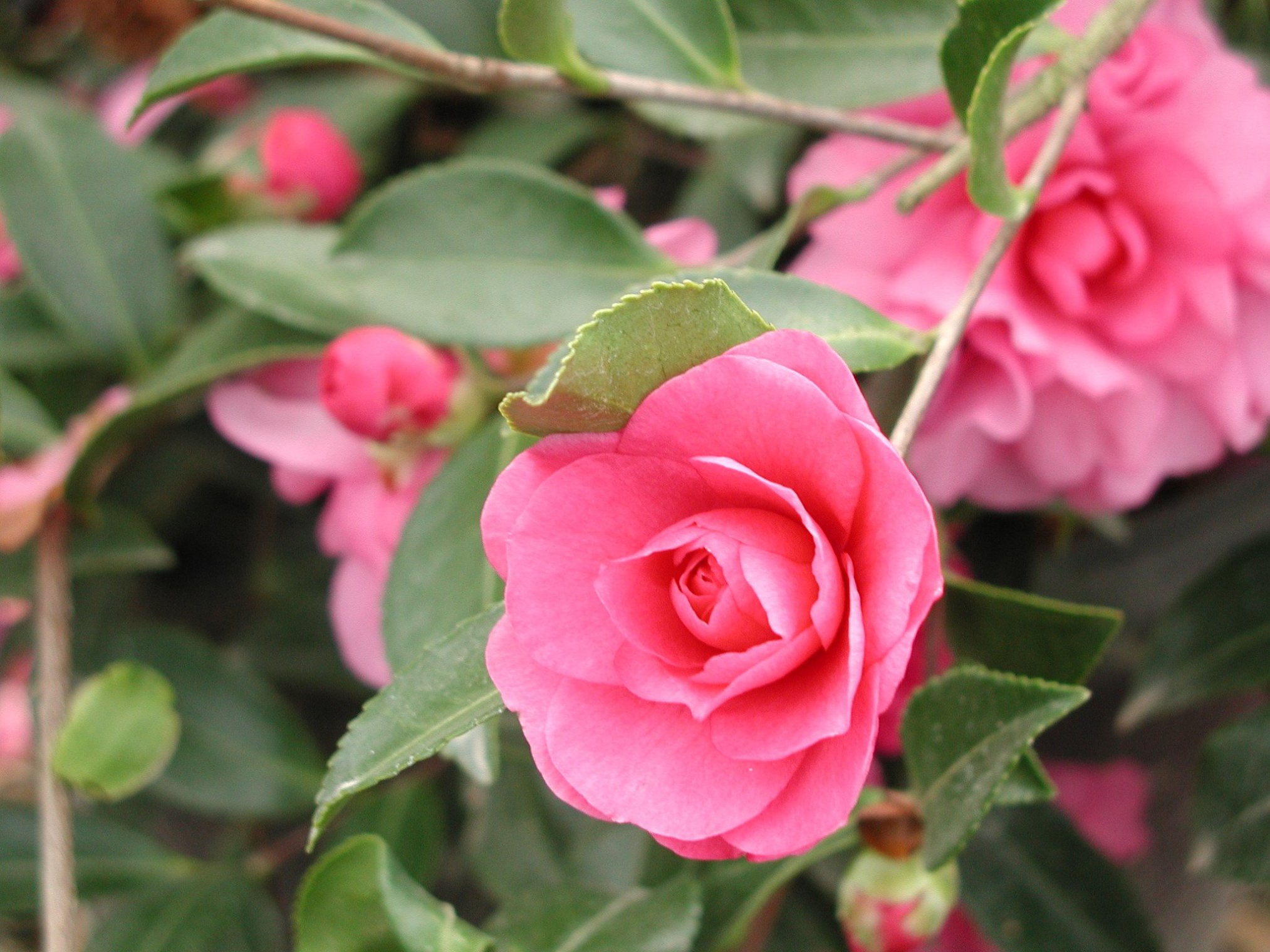 期間限定値下げ！早い者勝ち！　ＦＬＯＲＡＥ　ＪＡＰＯＮＩＣＡＥ　ＦＡＭＩＬＩＡＥ FROM THE GARDEN OF ZEN: Otome-tsubaki (Camellia japonica f