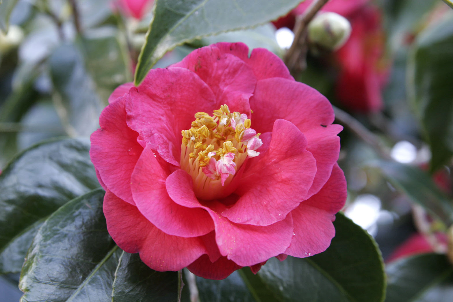期間限定値下げ！早い者勝ち！　ＦＬＯＲＡＥ　ＪＡＰＯＮＩＣＡＥ　ＦＡＭＩＬＩＡＥ ワイルドフラワー×40つぼみ×60｜商品案内｜株式会社アスカ商会