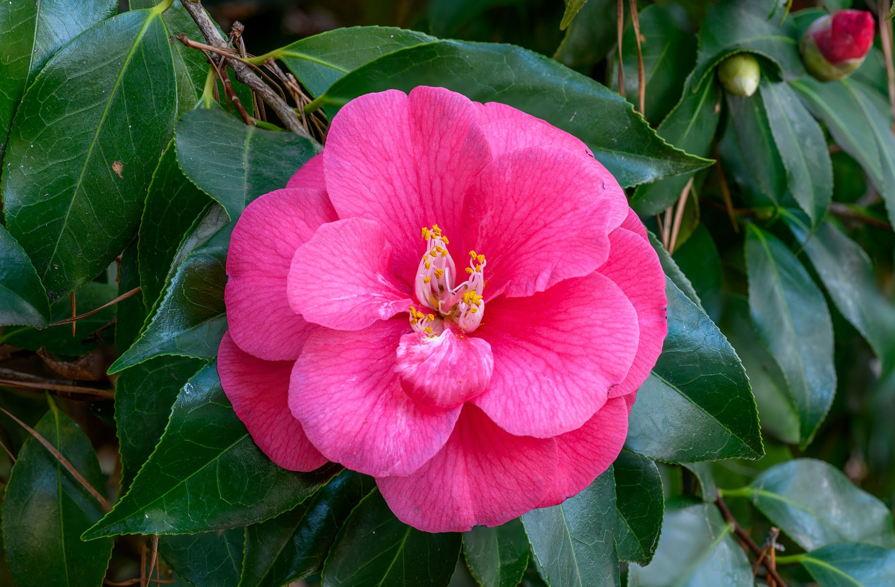 期間限定値下げ！早い者勝ち！　ＦＬＯＲＡＥ　ＪＡＰＯＮＩＣＡＥ　ＦＡＭＩＬＩＡＥ Amazon.com : Japanes Camellia Tree Seeds for Planting (5