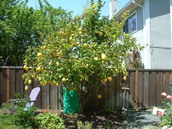 Eureka Lemon Tree
