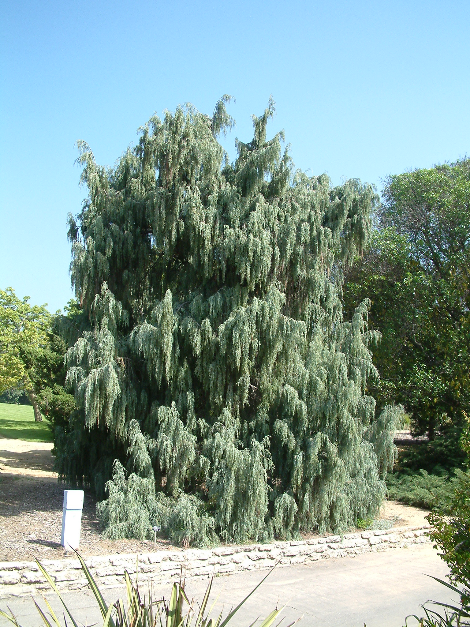 Juniperus Scopulorum Tolleson S Weeg Tolleson S Weeg Juniper Plantmaster Juniperus Scopulorum Tolleson S Weeg Tolleson S Weeg Juniper Plantmaster