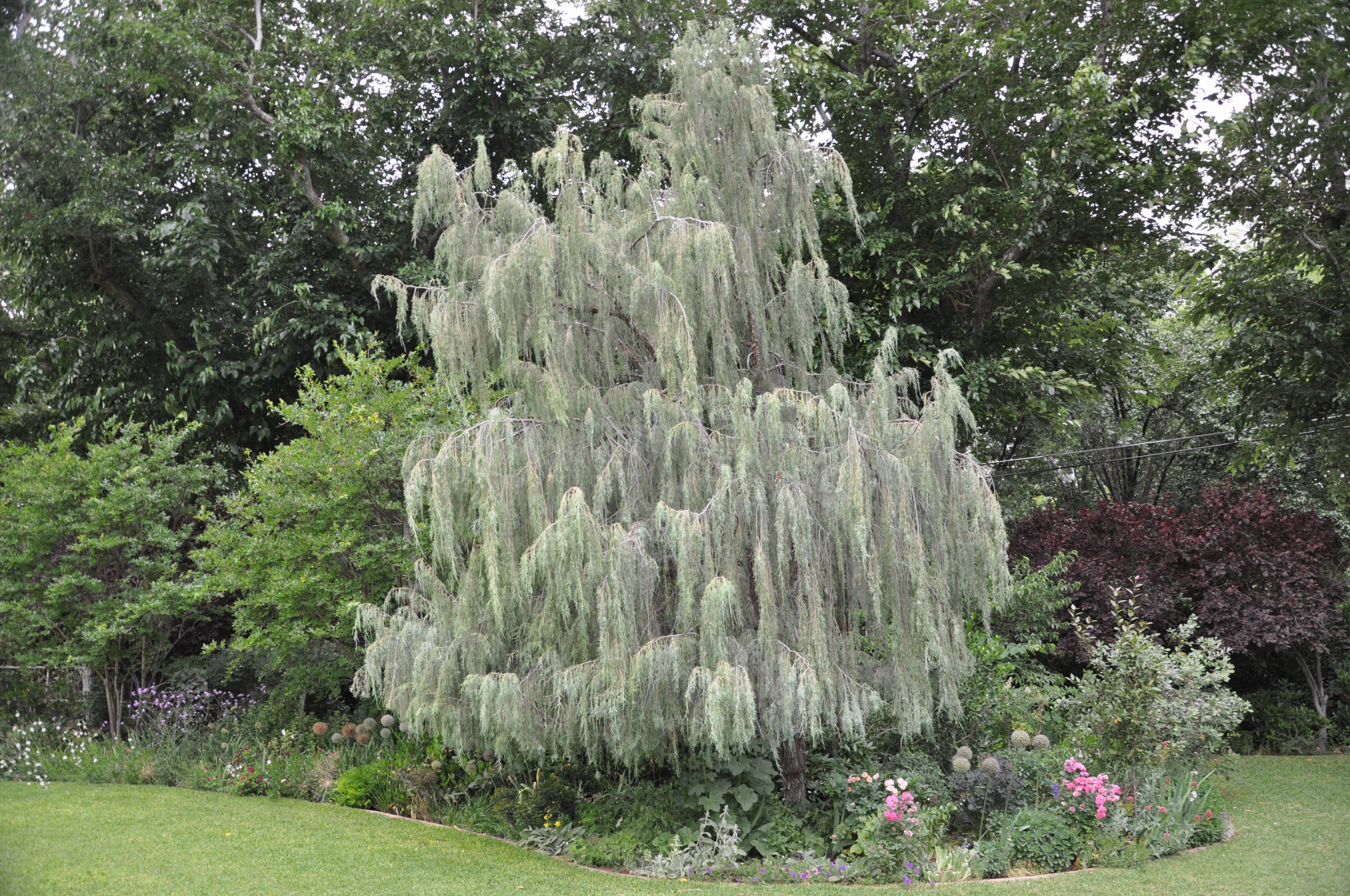 Juniperus Scopulorum Tolleson S Weeg Tolleson S Weeg Juniper Plantmaster Juniperus Scopulorum Tolleson S Weeg Tolleson S Weeg Juniper Plantmaster
