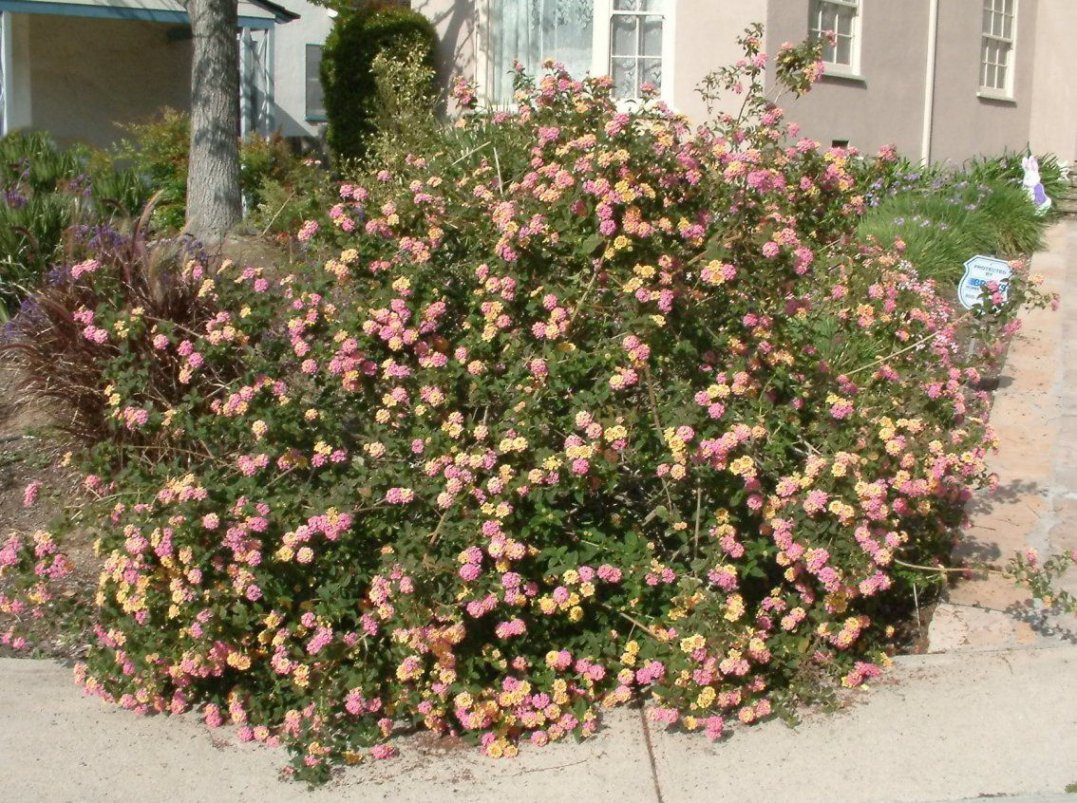 Lantana 'Confetti' – Michler's Florist, Greenhouses & Garden Design