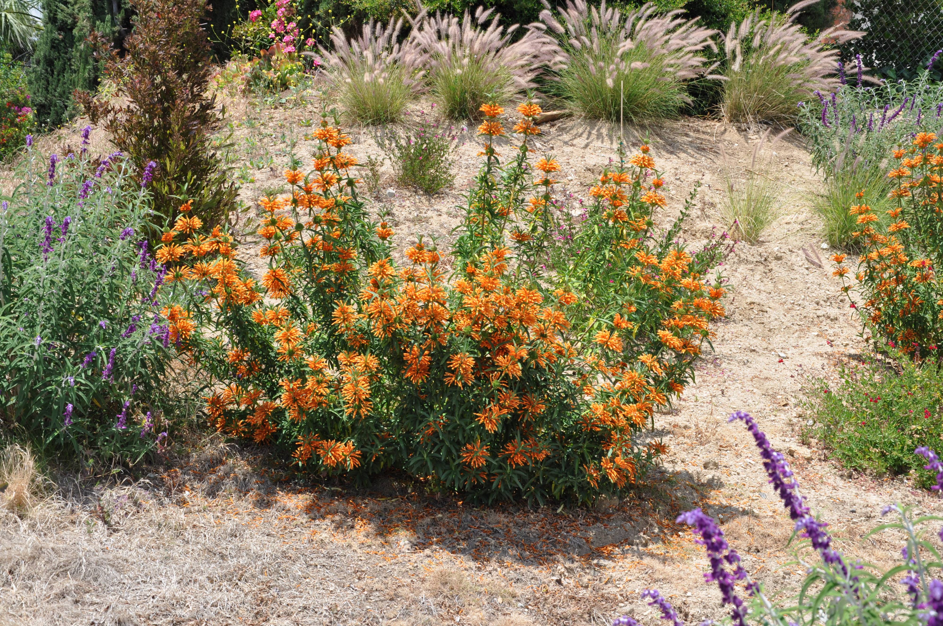 Leonotis leonurus - Lion's Tail | PlantMaster