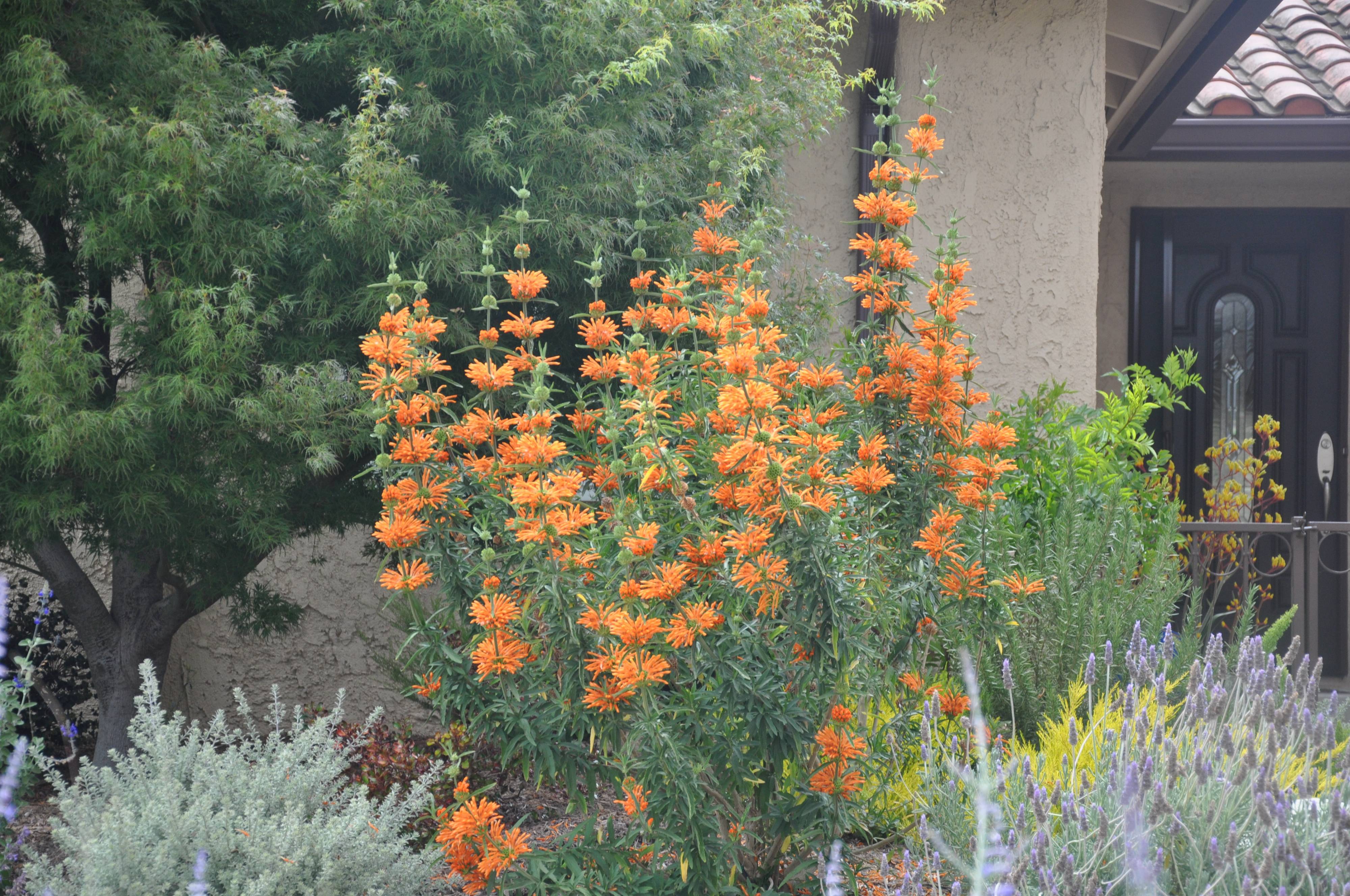 Leonotis leonurus - Lion's Tail | PlantMaster