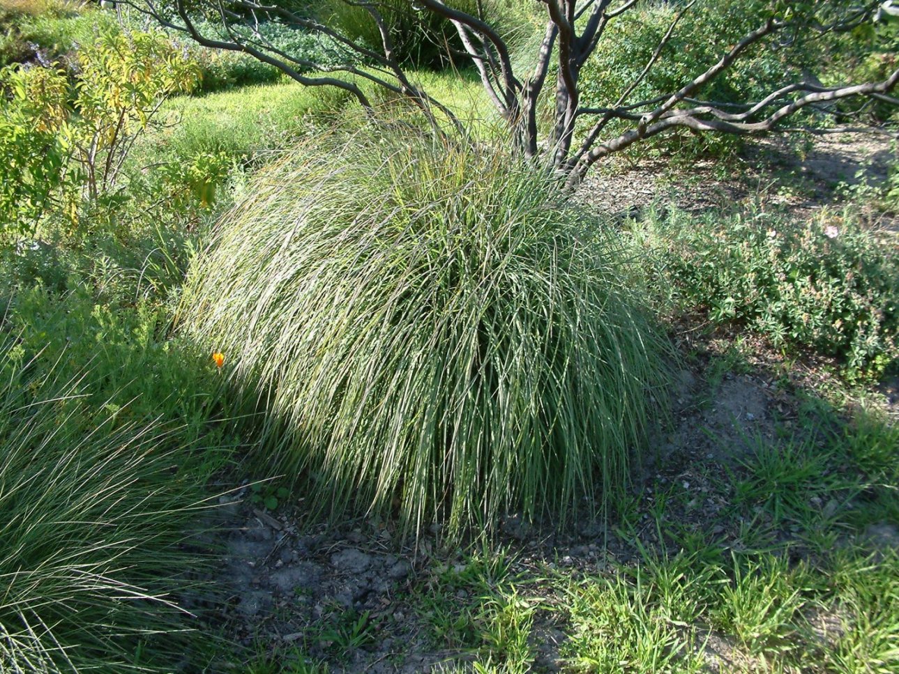 Muhlenbergia capillaris